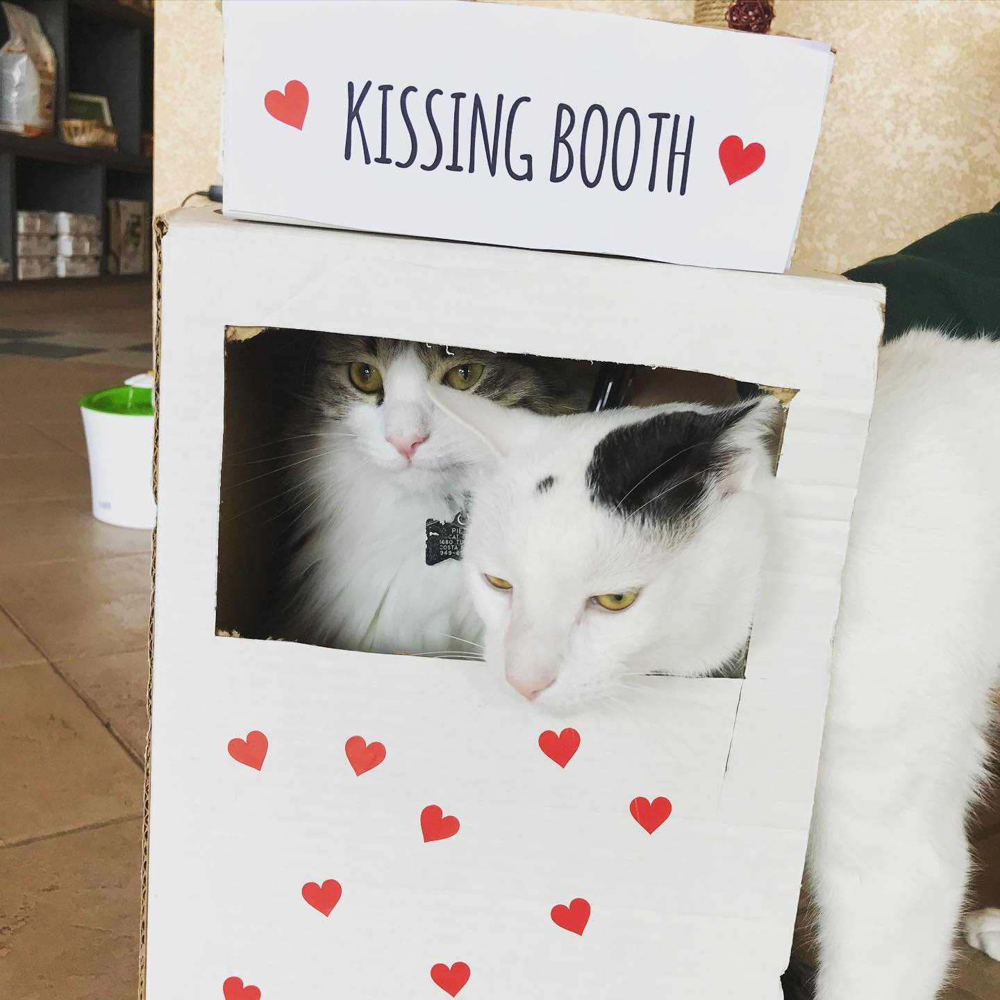 Wishing you lots of Valentine&rsquo;s Day love and kitty kisses from all of us here at The Cat Clinic 💌 

#kittykisses #valentinesday #catclinicvet #welovecats #catlove 
#catlinicvetpierre #catclinicvetspotty #keepcalmandlovecats #lovecats #costames