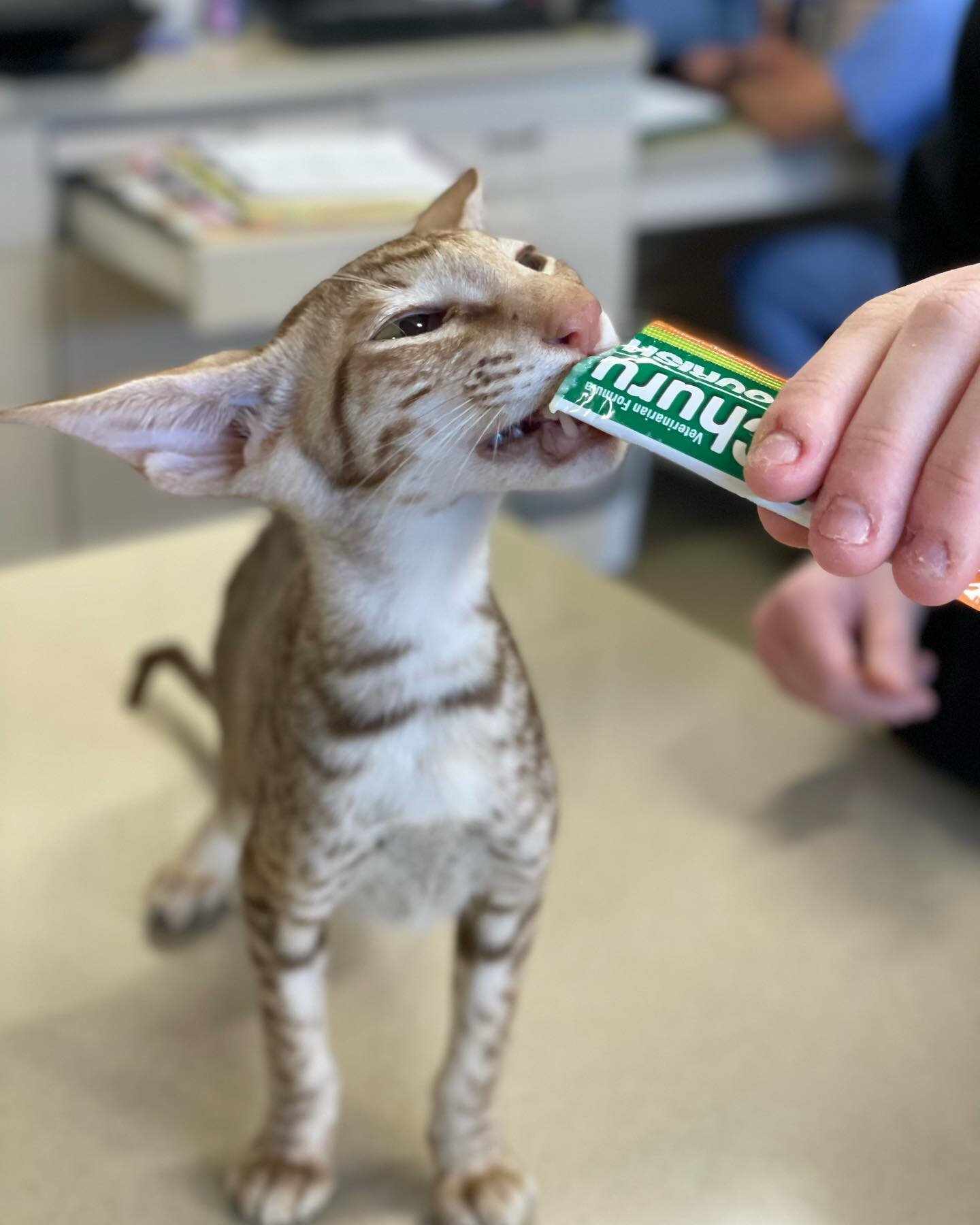 Hey @churuvet, if you&rsquo;re looking for a spokescat Calvin (and his ears)volunteer. 

#calvin #weloveourpatients #keepcalmandlovecats #firstvisit #stressfree #catclinicvet #churu #preventativehealth #veterinarycare #felineonly #catsonly #orientals