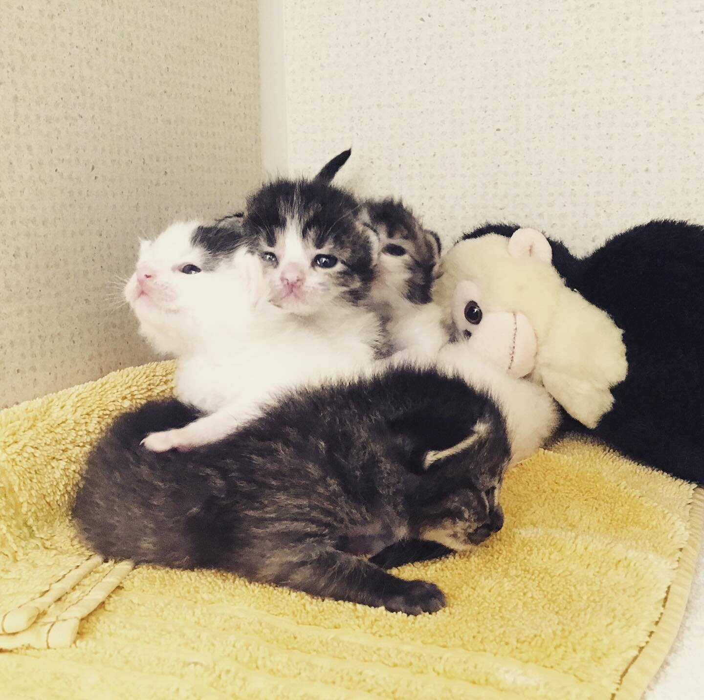 Join us in wishing a Happy 8th Birthday to two of our favorite hospital cats, Pierre and Spotty!

#catclinicvetpierre #catclinicvetspotty #keepcalmandlovecats #8isgreat #felineresidents #catclinicvet #catbirthday #birthdaycats #happybirthday #catclin