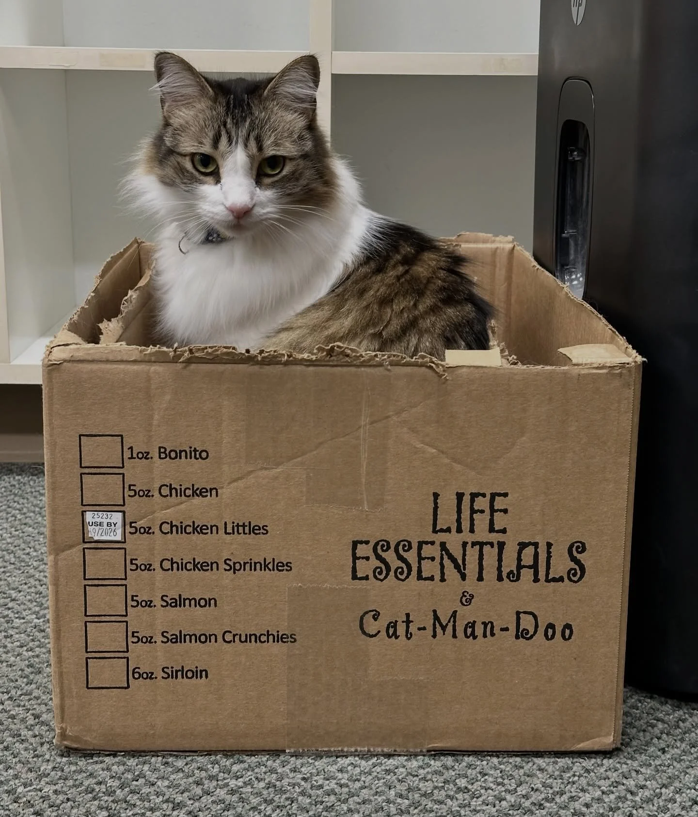 Happy Boxing Day to all who celebrate! 📦 
Love, Spotty, Pierre &amp; Choco 

#catclinicvet #catclinicvetspotty #catclinicvetpierre #catclinicvetchoco #boxingday #cats #catsofinstagram #catsofig #boxes #catsinboxes