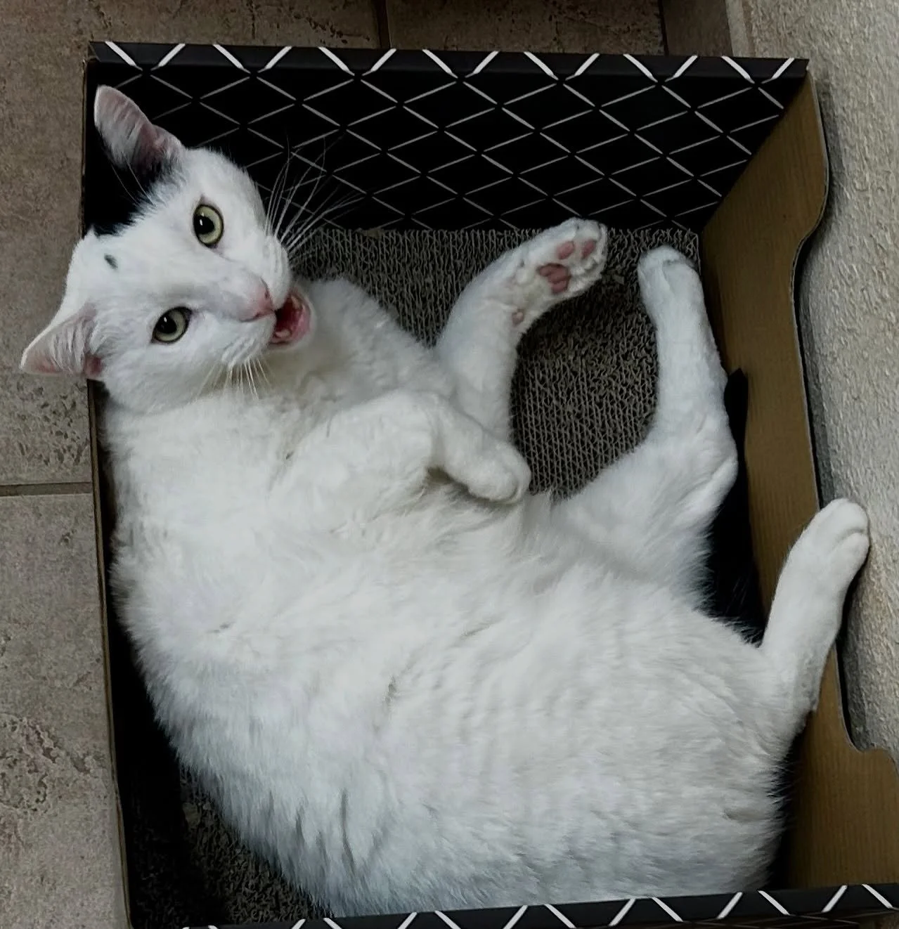 In honor of International Cat Day, some of Spotty, Pierre, and Choco&rsquo;s greatest hits. 

#felineresidents #hospitalcats #catclinicvetpierre #catclinicvetspotty #catclinicvetchoco #ınternationalcatday #cat #cats_of_instagram #catsofig #meow #cats