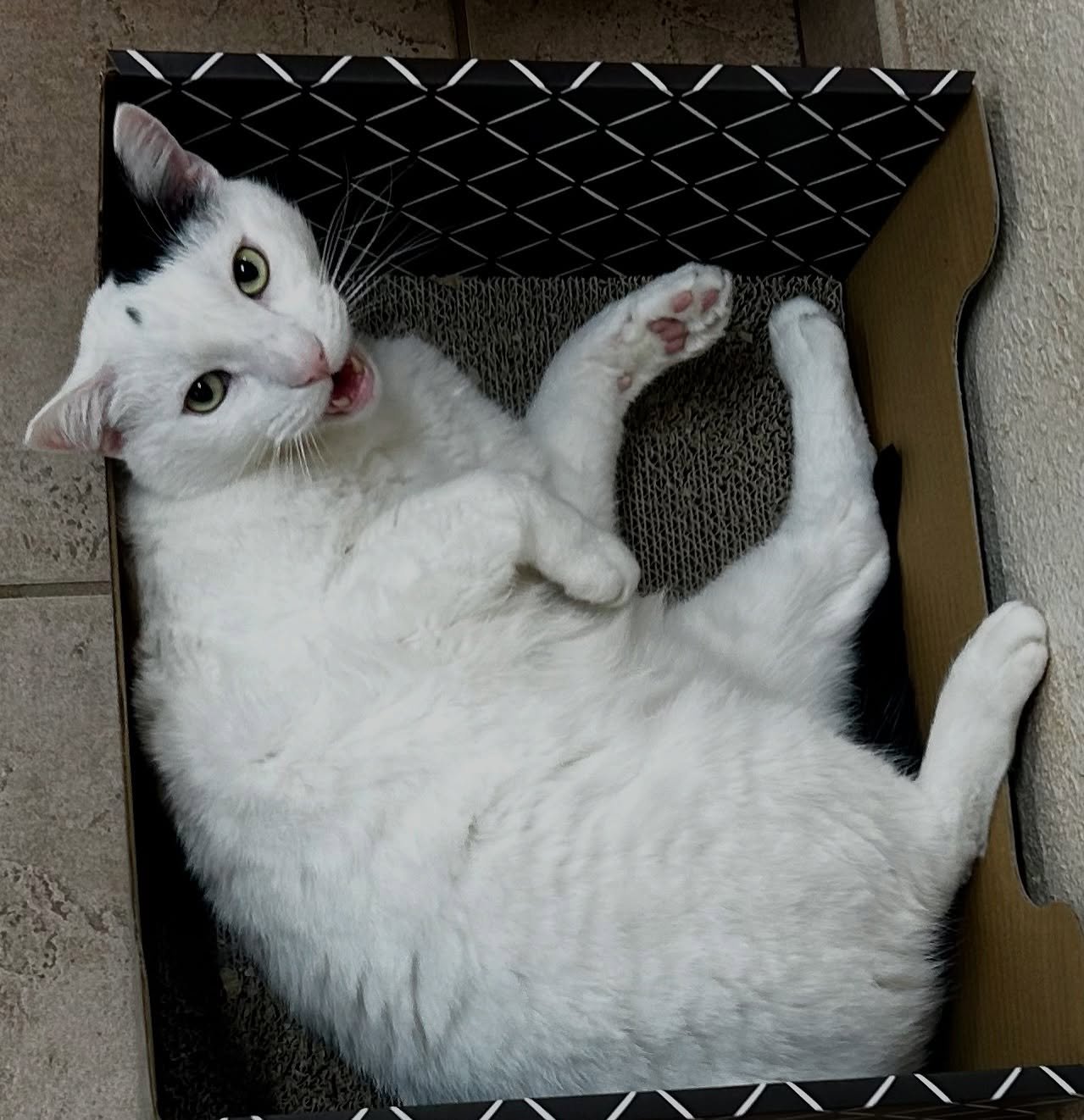 In honor of International Cat Day, some of Spotty, Pierre, and Choco&rsquo;s greatest hits. 

#felineresidents #hospitalcats #catclinicvetpierre #catclinicvetspotty #catclinicvetchoco #ınternationalcatday #cat #cats_of_instagram #catsofig #meow #cats