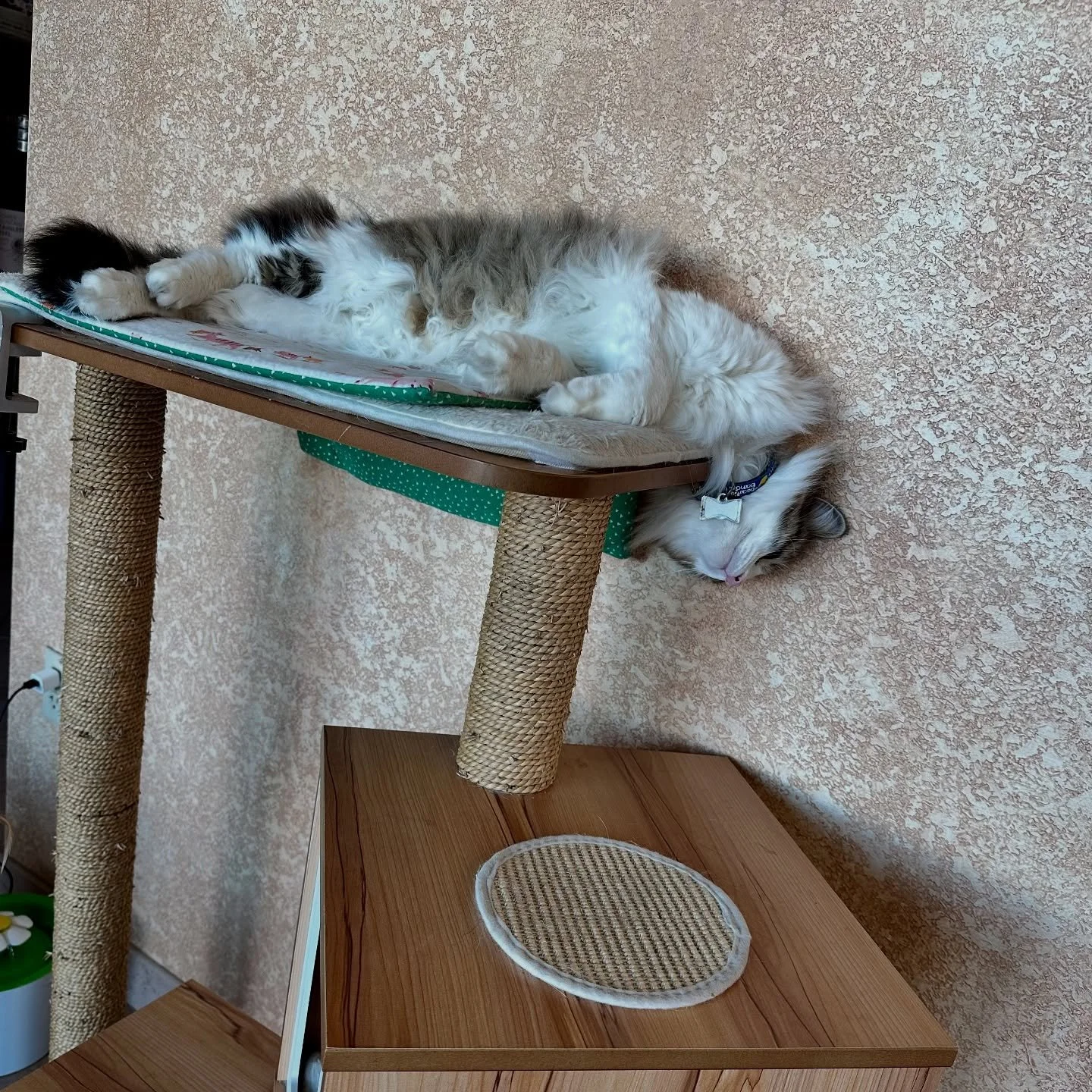 What better way to celebrate caturday than with a Pierre appreciation post?

#caturday #catclinicvetpierre #keepcalmandlovecats #catsofinstagram #catsofig #catclinicvet #welovepierre #costamesa #huntingtonbeach #irvine #newportbeach #orangecounty #me