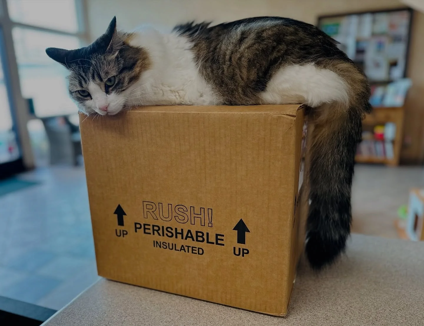 While today is officially Boxing Day, Pierre believes that we should celebrate every day. 📦 

#catclinicvetpierre #boxingday #pierresfavoriteday #december26 #tbt #throwbackthursday #keepcalmandlovecats #catsinboxes #cats #cats_of_instagram #catsofig