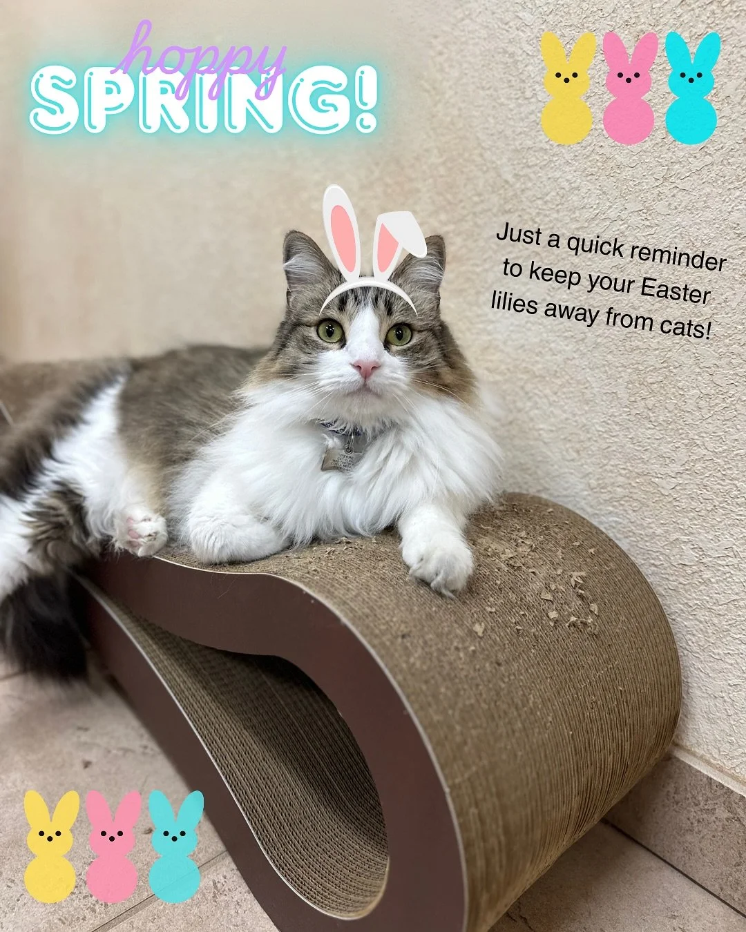 Just a quick reminder to keep your Easter lillies away from cats!

#catclinicvetpierre #nolilliesforkitties #lilliesaretoxic #hoppyeaster #spring #catclinicvet #keepcalmandlovecats #cats #cat #veterinarycare #felineveterinarian #orangecounty #costame