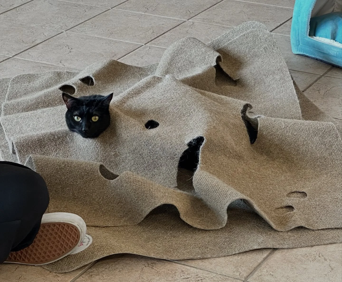 Try not to be terrified by Choco&rsquo;s attempt at a ghost costume. 🎃 👻 

#catclinicvetchoco #halloween #catsincostumes #boo #ghostcat #spooky #hallowseve #blackcats #cats_of_instagram #cats #catsofig #catclinic #keepcalmandlovecats #catclinicvet 