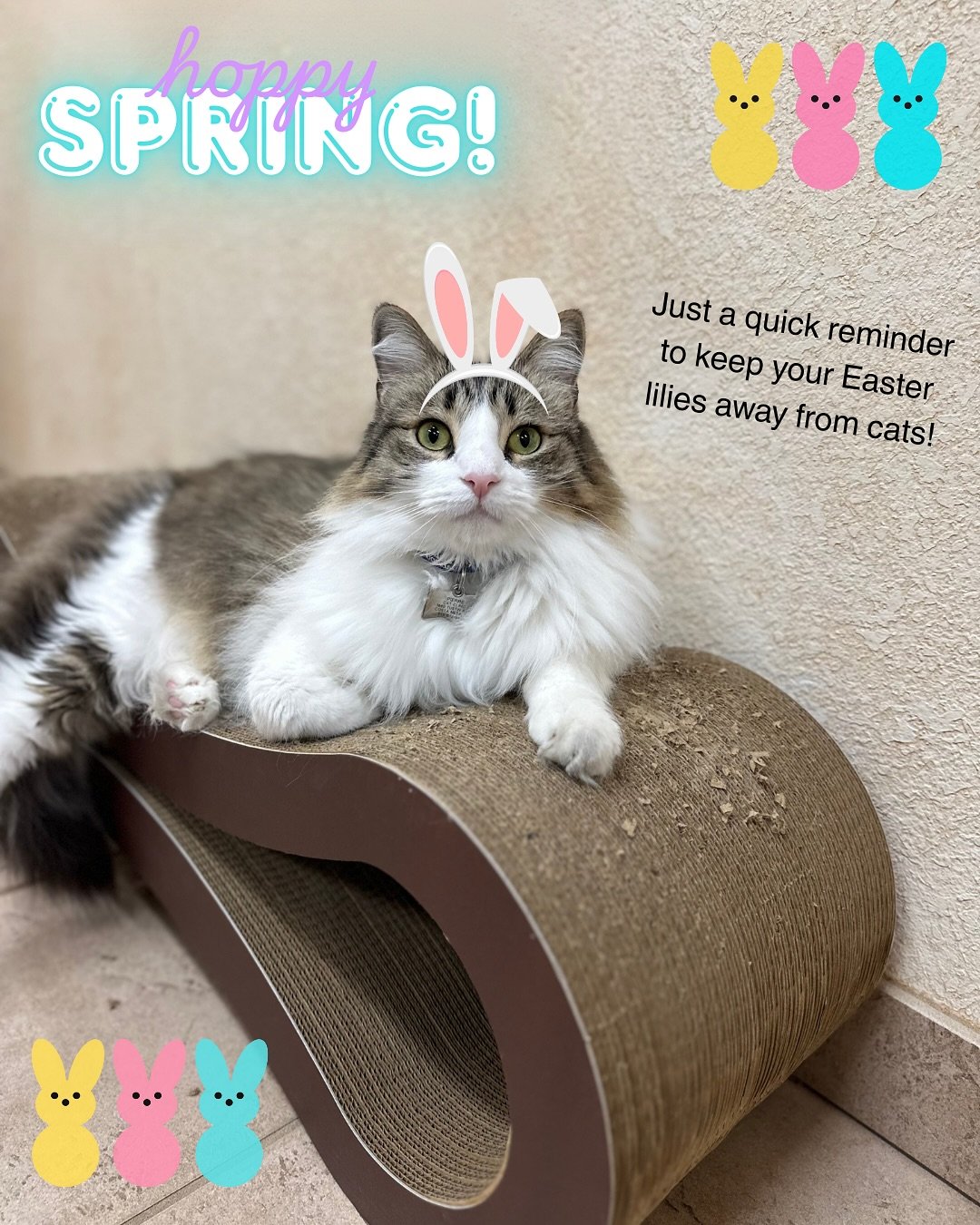 Just a quick reminder to keep your Easter lillies away from cats!

#catclinicvetpierre #nolilliesforkitties #lilliesaretoxic #hoppyeaster #spring #catclinicvet #keepcalmandlovecats #cats #cat #veterinarycare #felineveterinarian #orangecounty #costame