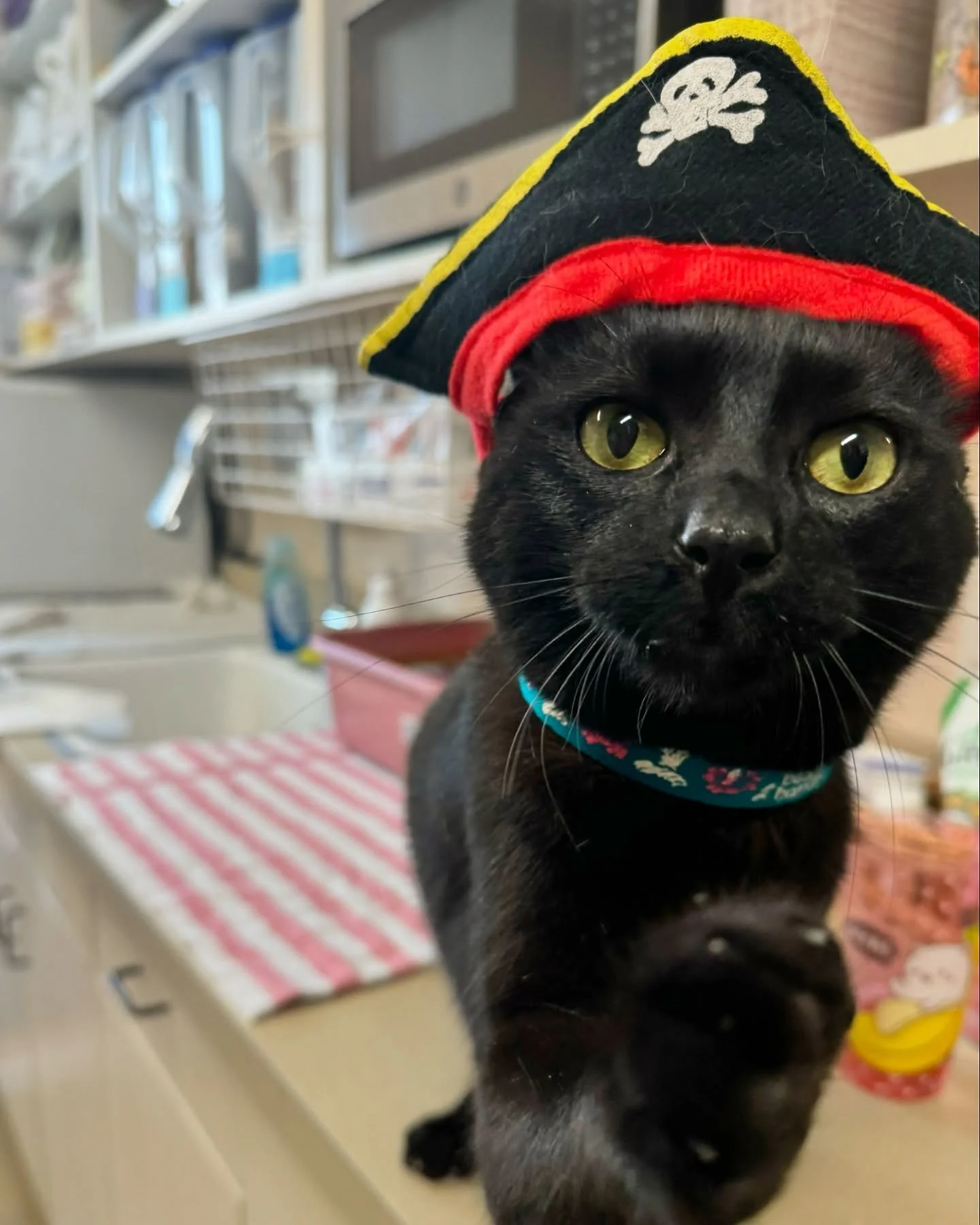 Happy Halloween! Choco hopes you score lots of booty! 🏴&zwj;☠️ 

#happyhalloween #catclinicvetchoco #blackcatsofinstagram #catclinicvet #arrrgh #piratecat #catsincostumes #cats_of_instagram #catsofig #piratecatsofinstagram #catclinic #feline #keepca