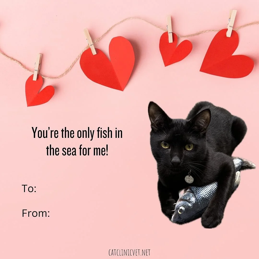 Happy Valentine&rsquo;s Day ❤️💙💛🧡

#catlinicvetchoco #catclinicvetpierre #catclinicvetspotty #keepcalmandlovecats #welovecats #valentines #valentinesday #catvalentines #catlove #catsofinstagram #catsofig #felineresidents #catclinicvet #felines #ca
