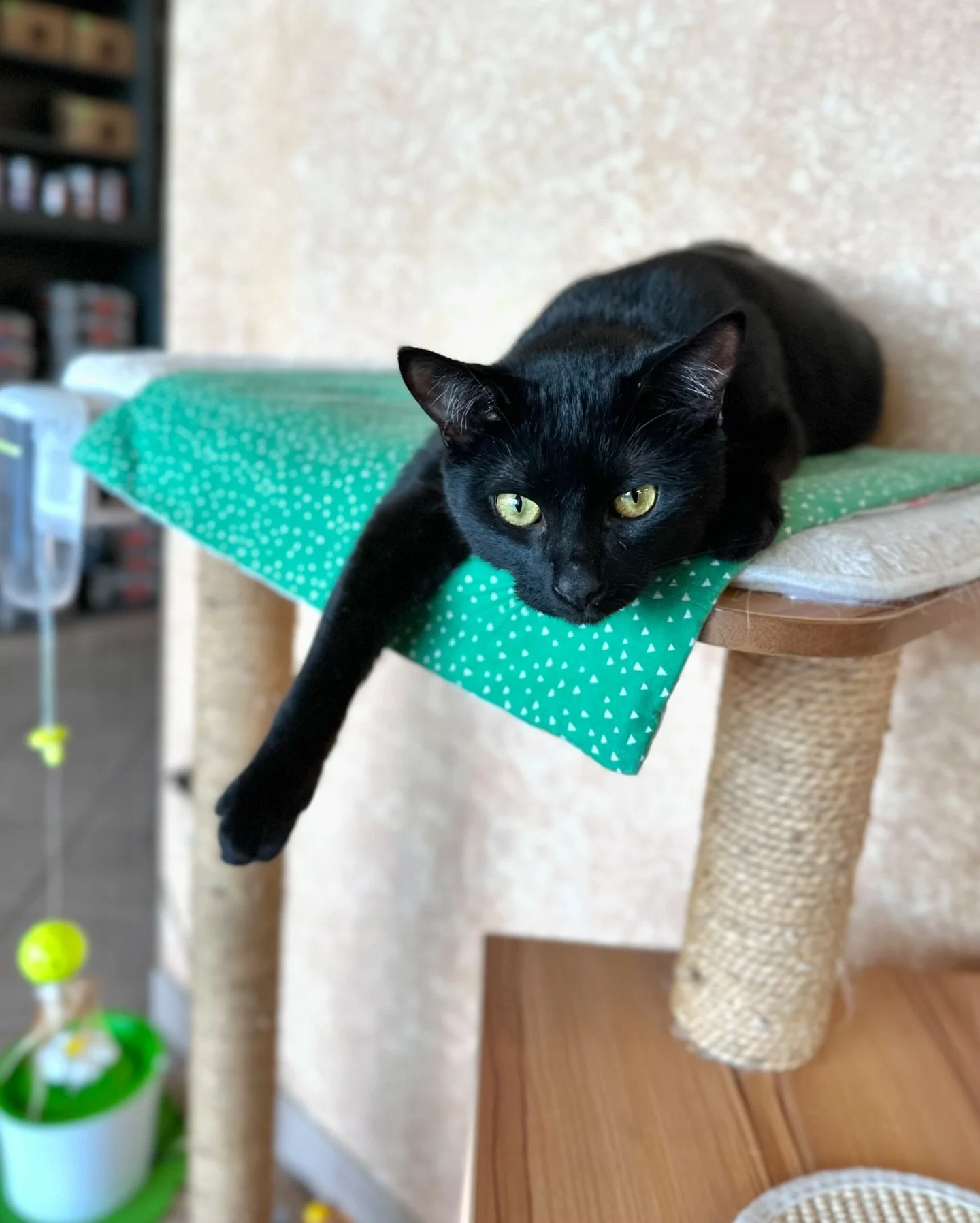 Choco here just to remind you how awesome black cats are. 🐈&zwj;⬛ #blackcatappreciationday #caturday

#caturdaycuties #keepcalmandlovecats #catclinicvetchoco #catclinicvet #blackcatsofinstagram #feline #veterinarian #costamesa #huntingtonbeach #newp