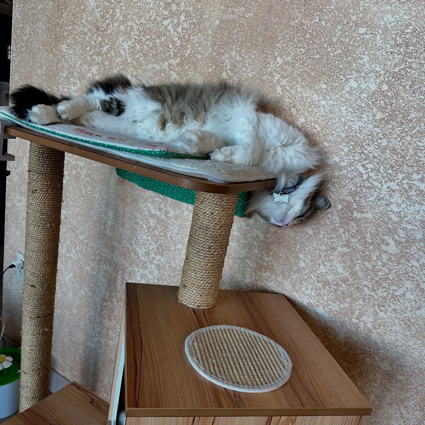 What better way to celebrate caturday than with a Pierre appreciation post?

#caturday #catclinicvetpierre #keepcalmandlovecats #catsofinstagram #catsofig #catclinicvet #welovepierre #costamesa #huntingtonbeach #irvine #newportbeach #orangecounty #me