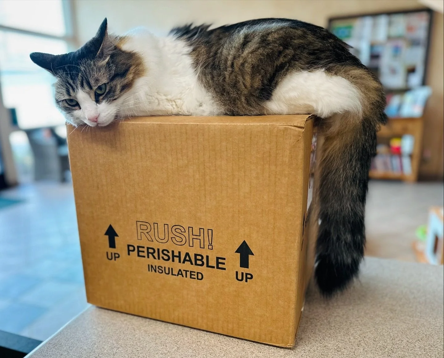 How it feels when it&rsquo;s been an hour since your last meal&hellip;

#keepcalmandlovecats #catclinicvet #catclinicvetpierre #perishable #alwayshungry #snack #catsonboxes #catsofinstagram #cats_of_instagram #catsofig #feline #felineveterinarian #ca