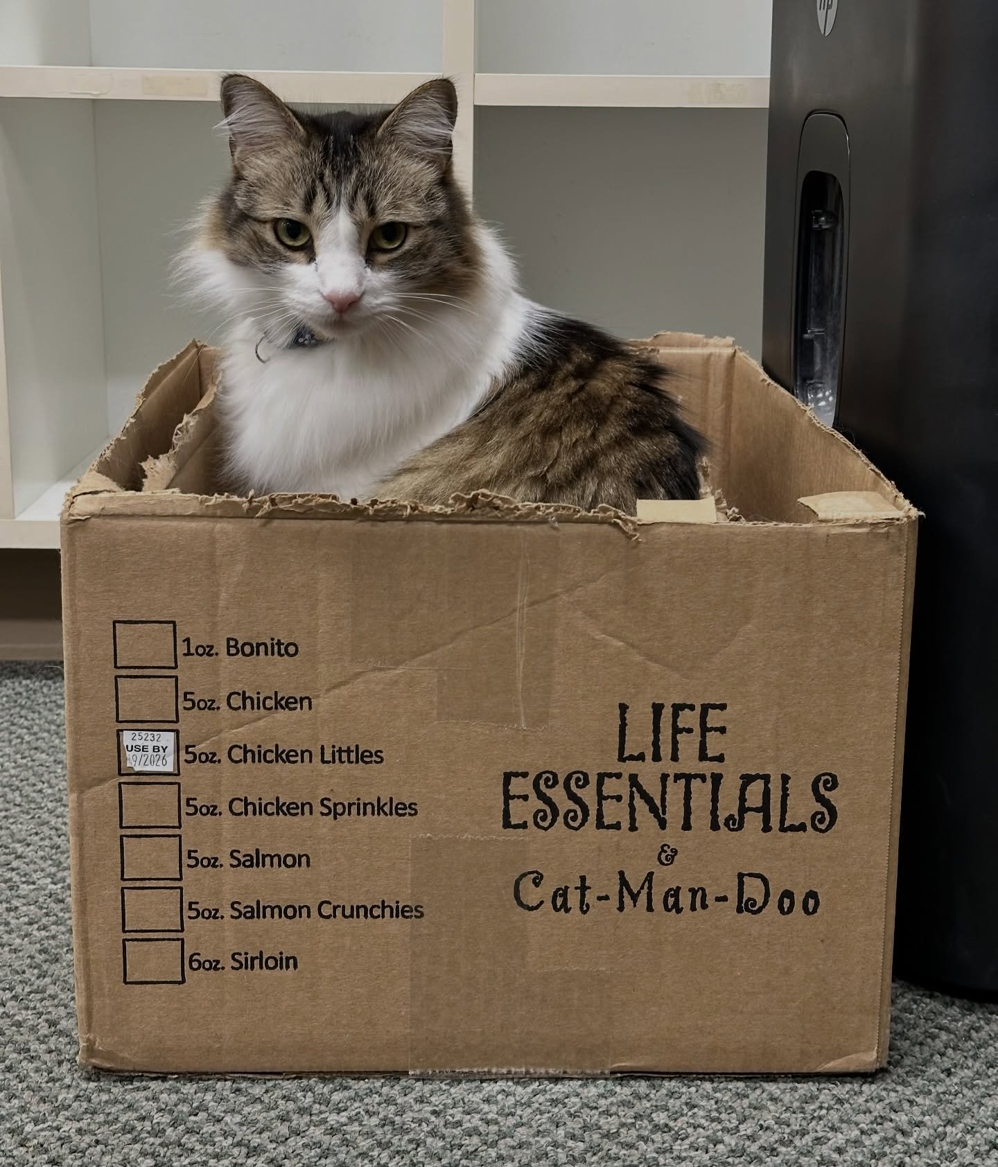 Happy Boxing Day to all who celebrate! 📦 
Love, Spotty, Pierre &amp; Choco 

#catclinicvet #catclinicvetspotty #catclinicvetpierre #catclinicvetchoco #boxingday #cats #catsofinstagram #catsofig #boxes #catsinboxes