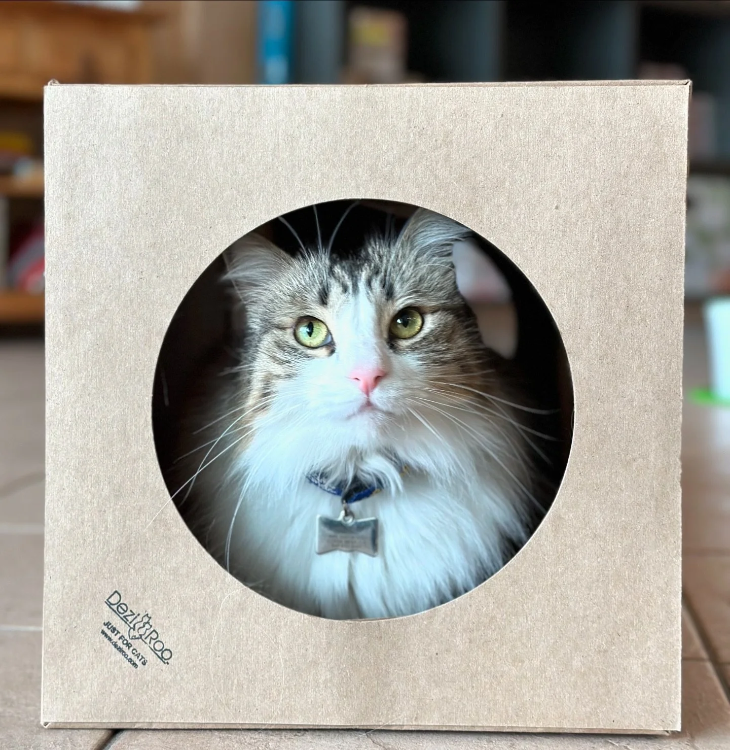 Caturday photo roundup! 📸 

#caturday

#keepcalmandlovecats #nevertoomanycatphotos #caturdaycuties #feline #patients #hotelguests #Rocket #Ragnar #Kobe #catclinicvetpierre #catclinicvetapotty #cutecats #weloveourpatients #mainecooncat #felineboardin