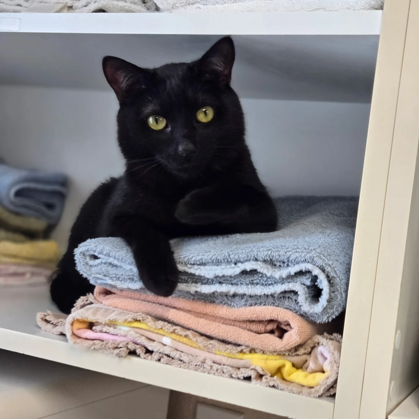 Choco has big plans for Super Bowl weekend. How about you? 🏈 

#catclinicvetchoco #bigplanstonap #caturday #superbowl #keepcalmandlovecats #blackcatsofinstagram #catsofinstagram #catsofig #cats #catclinic #costamesa #newportbeach #huntingtonbeach #i