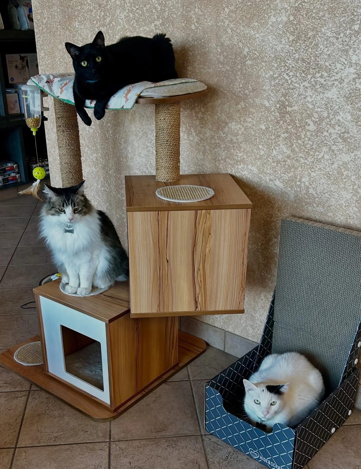 When mom forces you to share with your siblings.

#catclinicvetspotty #catclinicvetpierre #catclinicvetchoco #sharingiscaring #keepcalmandlovecats #brothers
#stepbrothers #vespercatfurniture #hideandscratch #cats #catsofinstagram #cats_of_instagram #