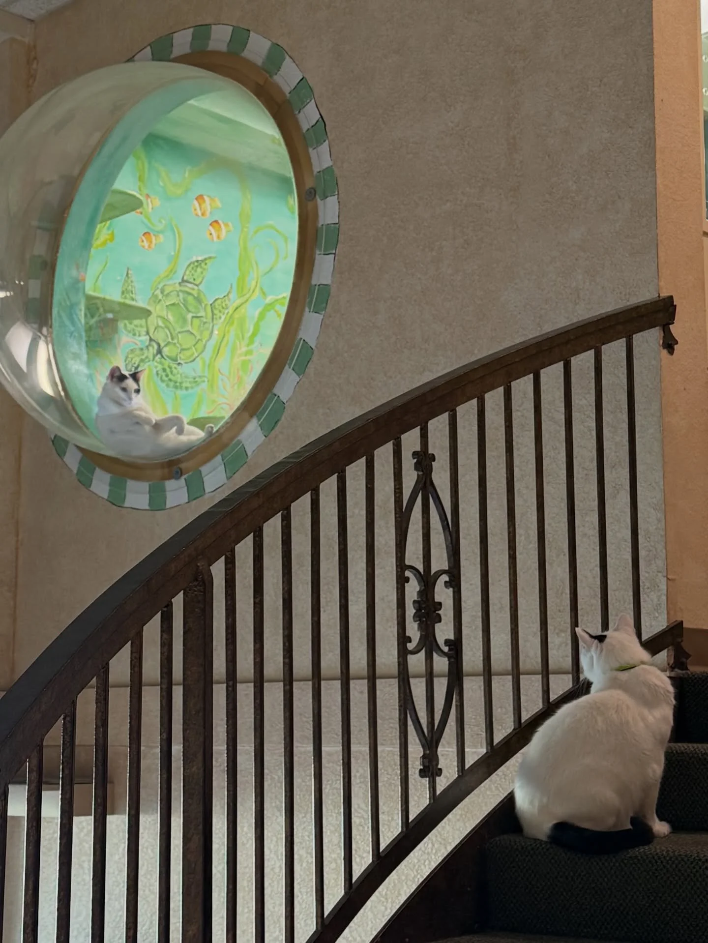 Nalu is currently boarding with us here at the Cat Clinic and Spotty can&rsquo;t decide if he&rsquo;s looking in a mirror or being replaced.

#catclinicvetspotty #notbeingreplaced #keepcalmandlovecats #catclinicvet #cathotel #catboarding #felineexclu