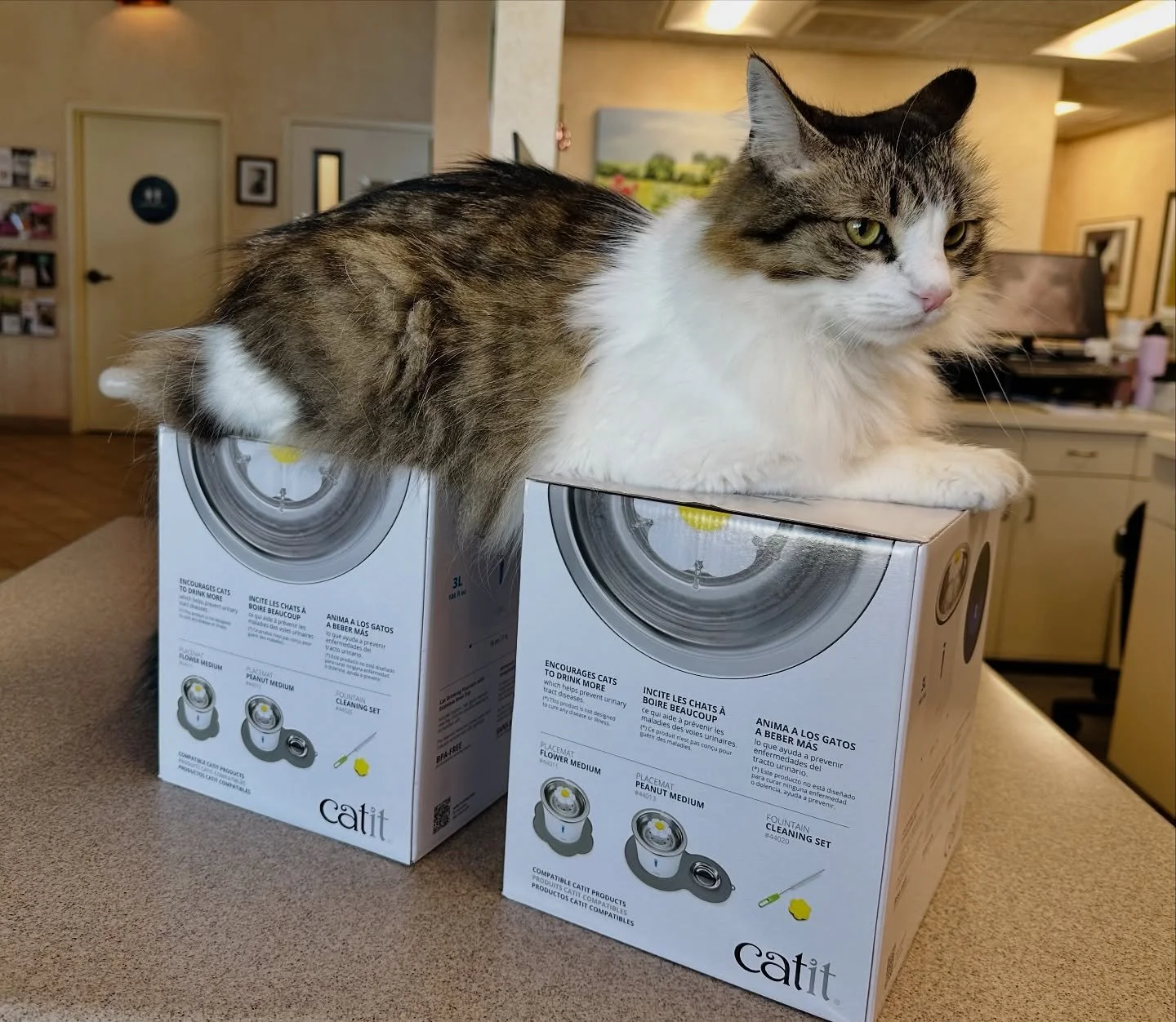 Pierre has called dibs on our newest shipment of @catitofficial fountains.

#catclinicvetpierre @catitusa #catdrinkingfountain #catclinicvet #keepcalmandlovecats #shopsmall #environmentalenrichment #catit #hydrate #cats_of_instagram #cats #catsofig #