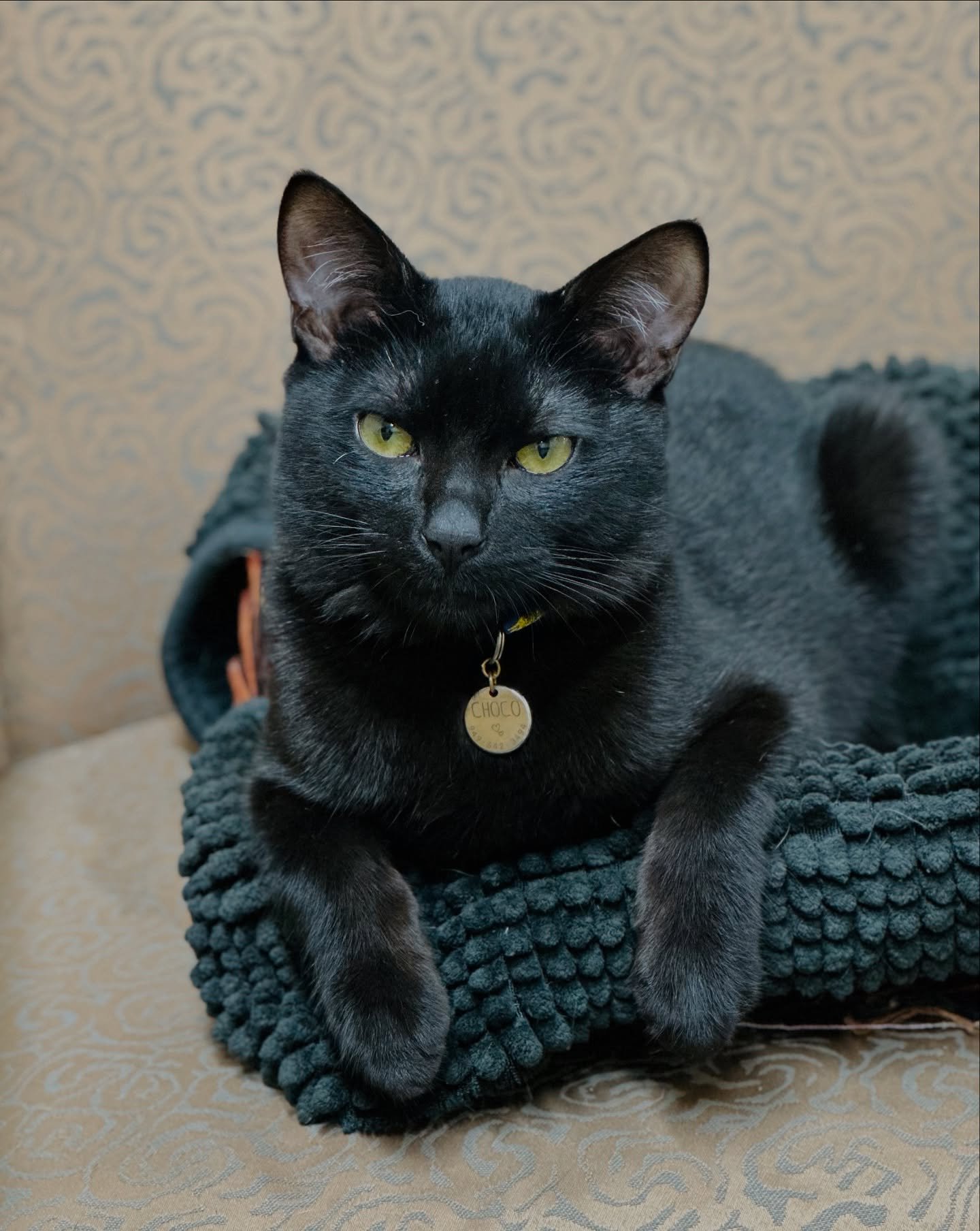 Happy Birthday 2nd birthday to Choco&mdash;we are lucky to have you! 🐈&zwj;⬛

#fridaythe13th #catclinicvetchoco #lucky #unlucky #blackcatsofinstagram #catbirthday #terribletwos #cats_of_instagram #catsofig #catsofinstagram #keepcalmandlovecats #droo