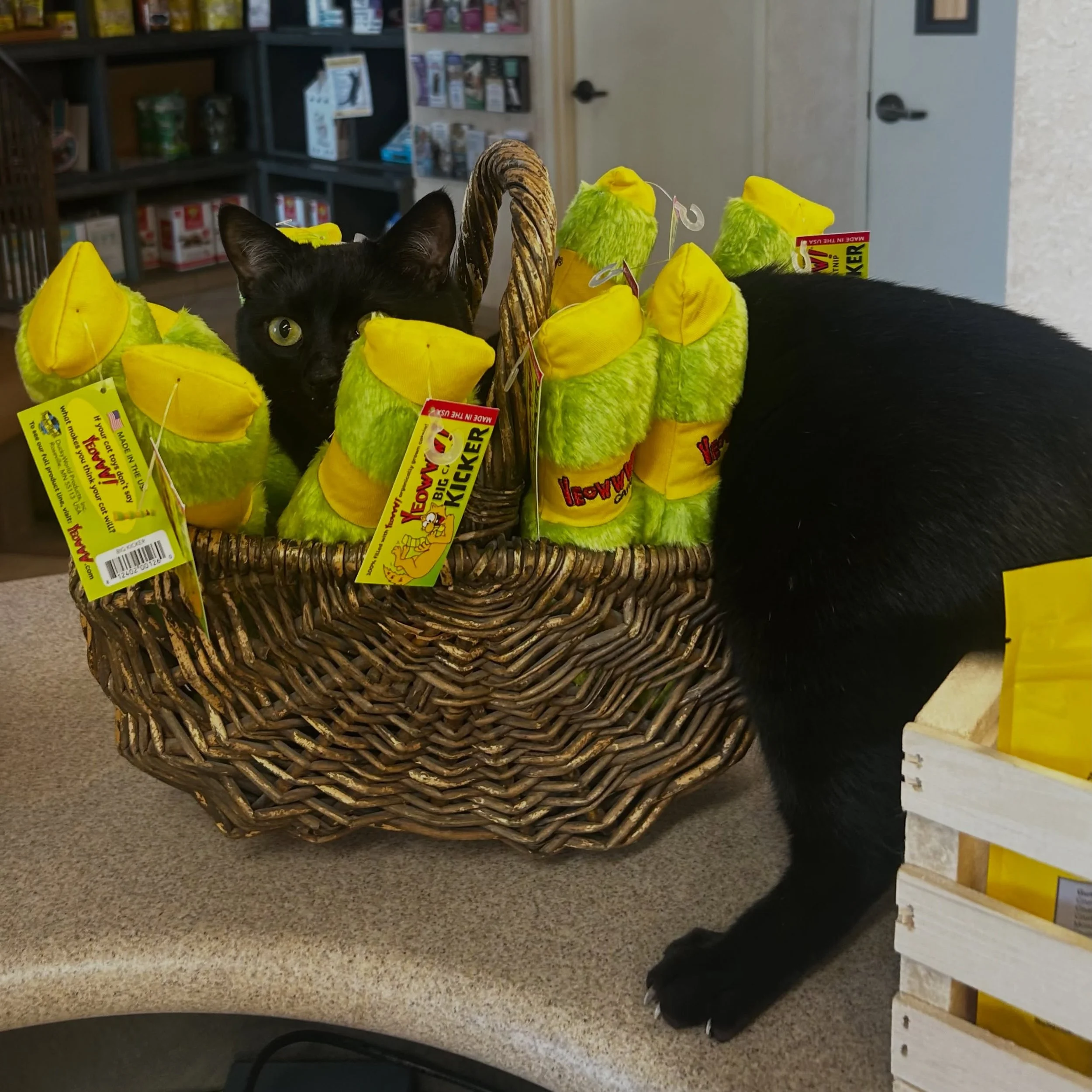 Come get one of these new @yeowwwcatnip Big Kicker toys before Choco finds a way to steal them all for himself!

#catclinicvetchoco #catnip #environmentalenrichment #yeowww #newtoy