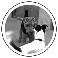 welsh terrier.jpg