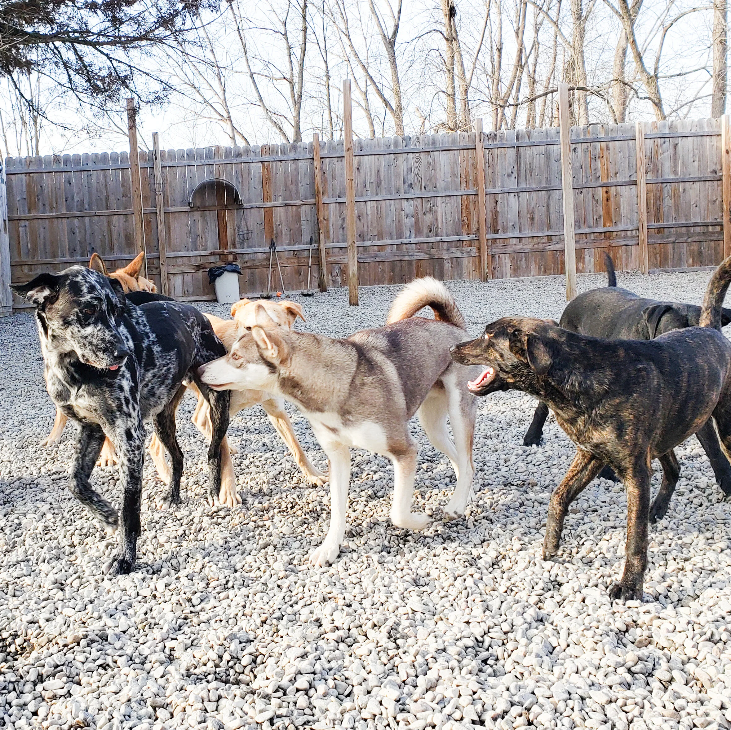 christopher robin doggy daycare