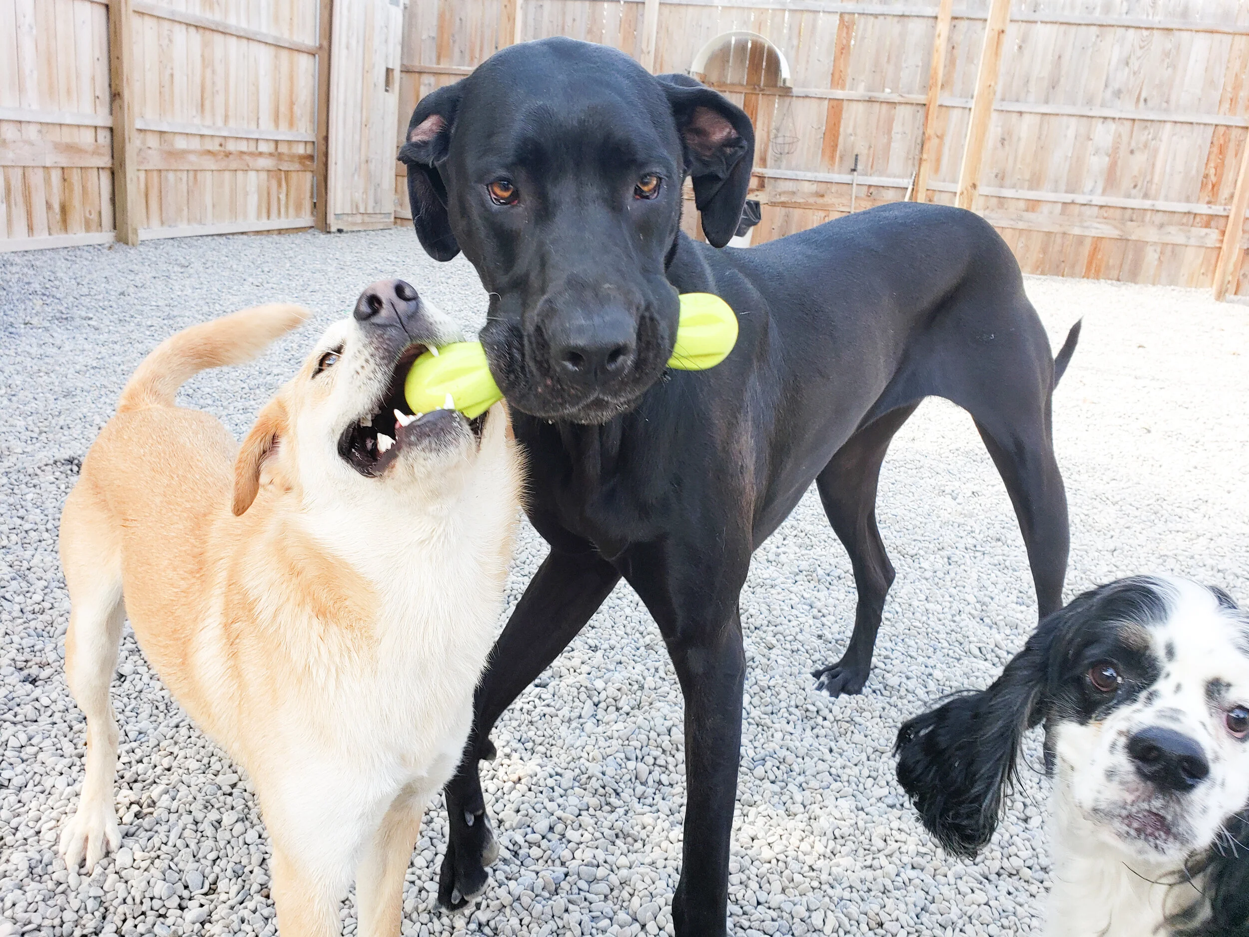 christopher robin doggy daycare