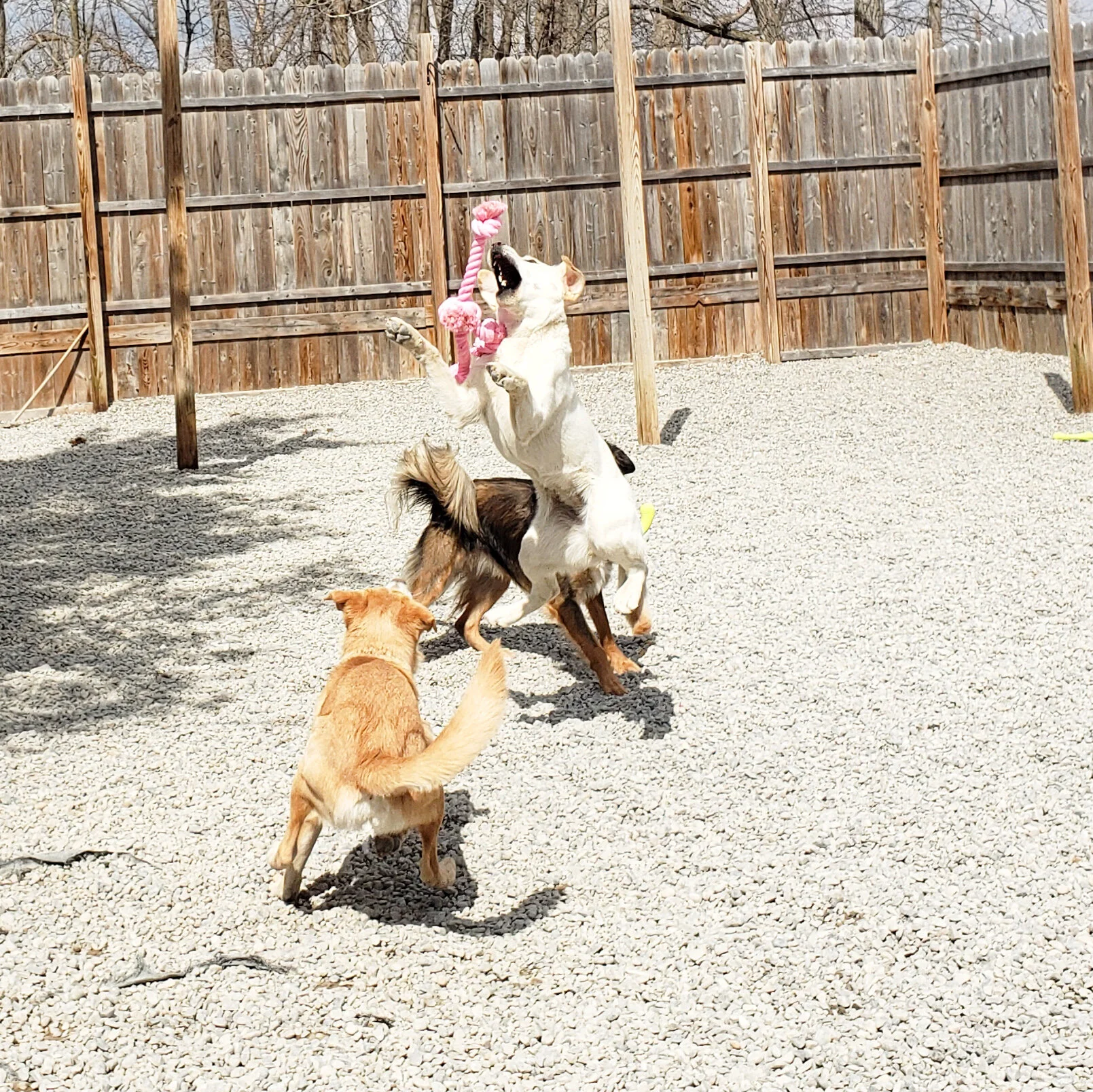 18 inch elevated dog bowls