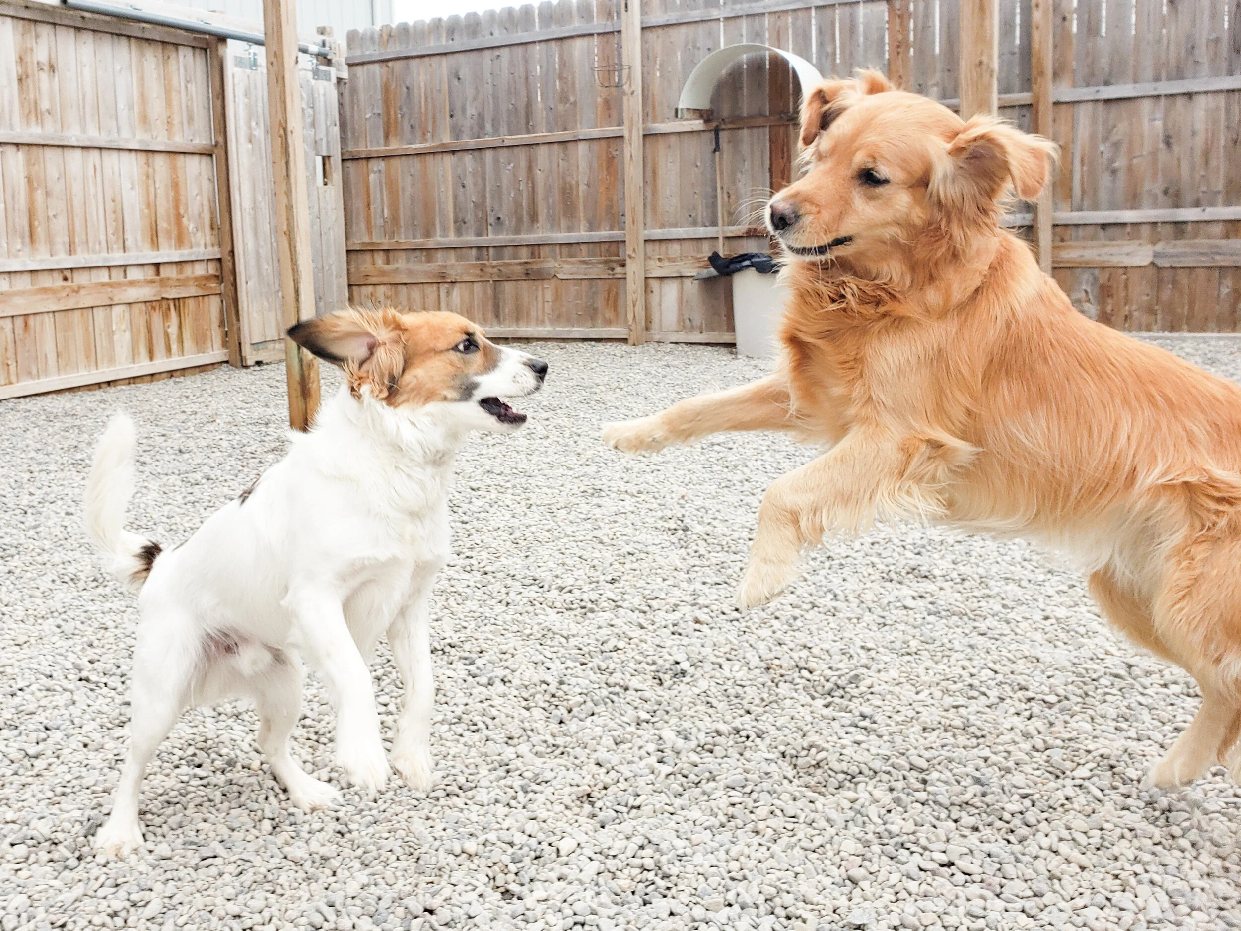 christopher robin doggy daycare
