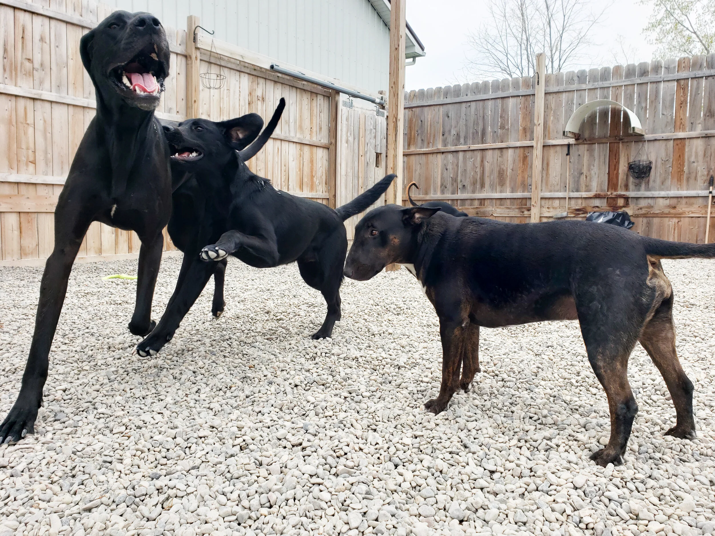 christopher robin doggy daycare