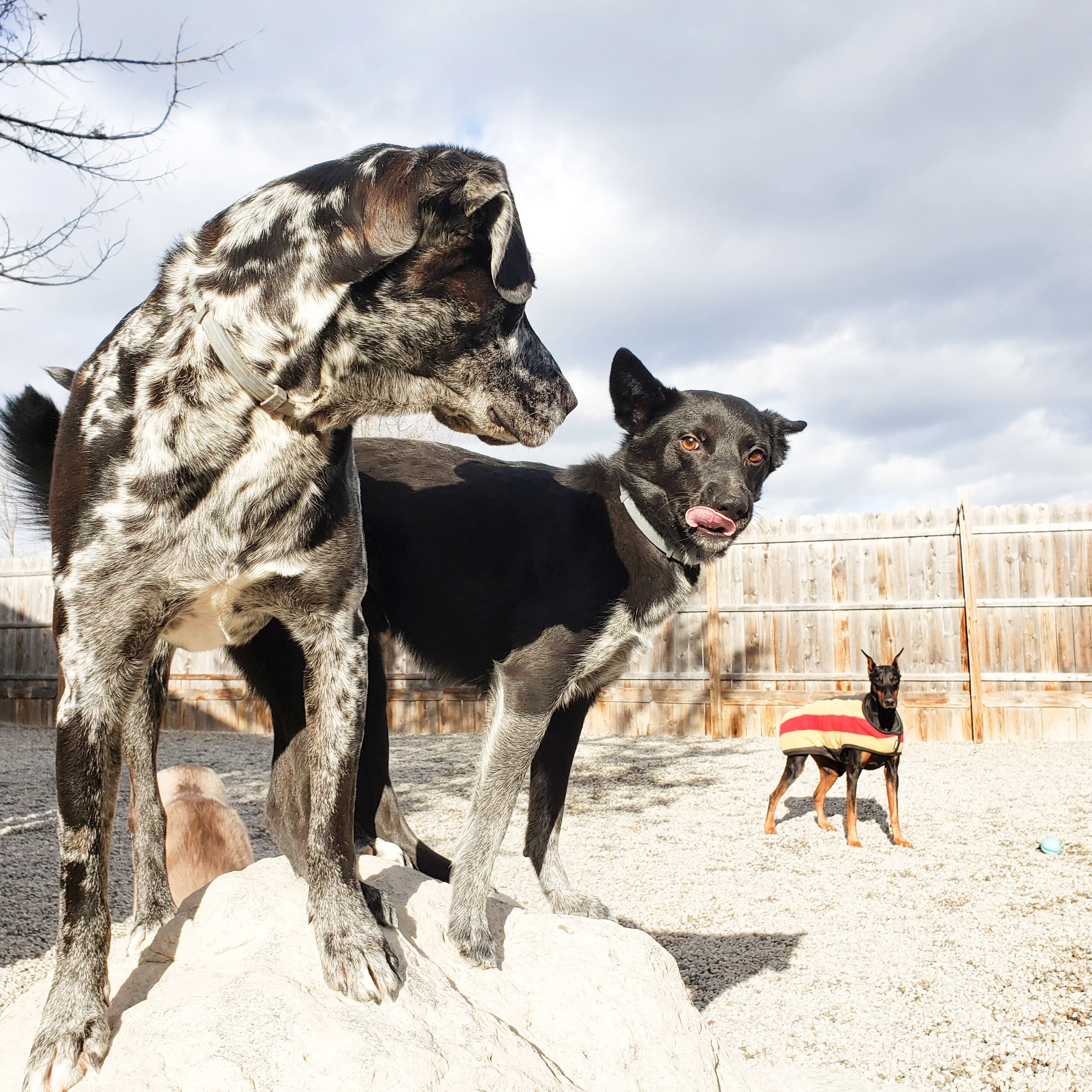 christopher robin doggy daycare