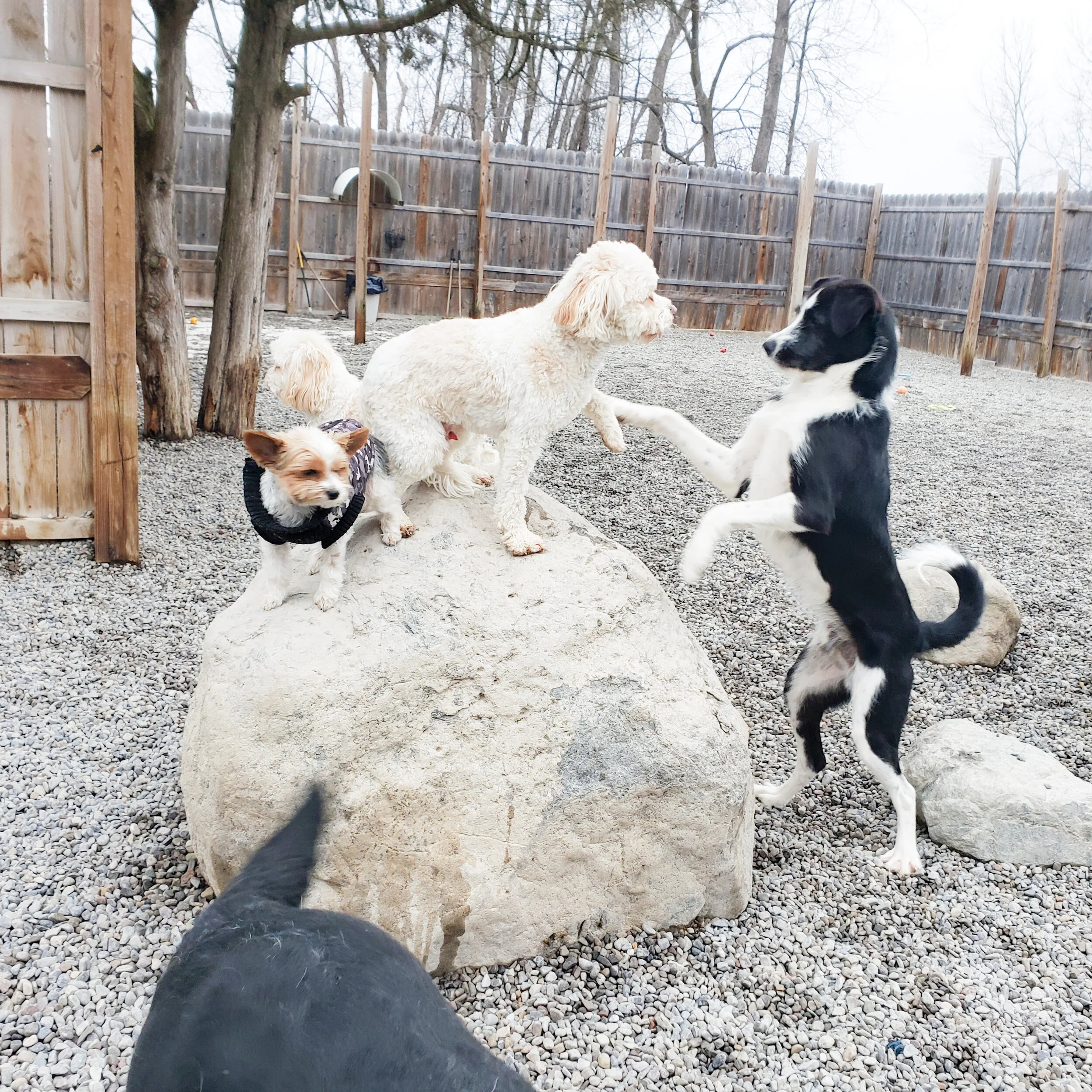 christopher robin doggy daycare