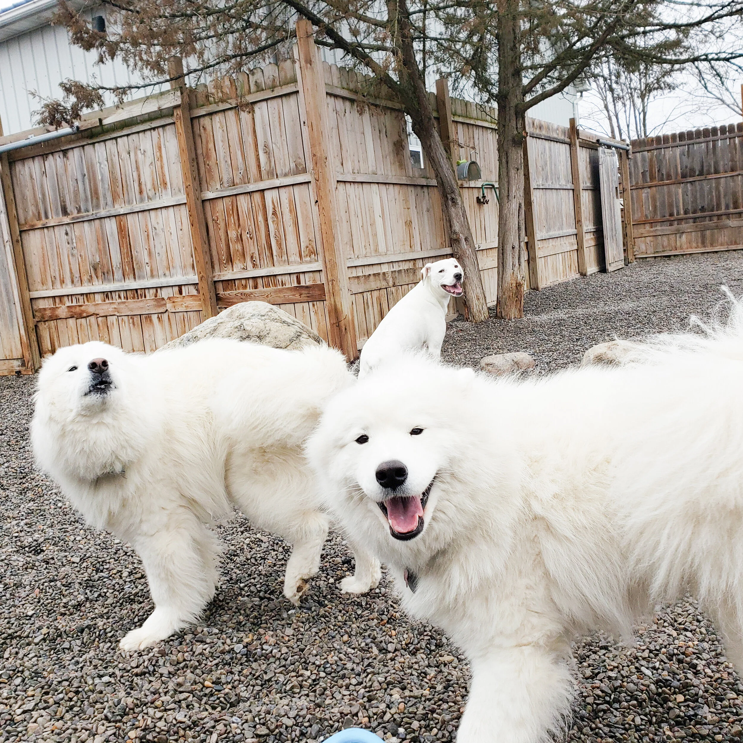 christopher robin doggy daycare