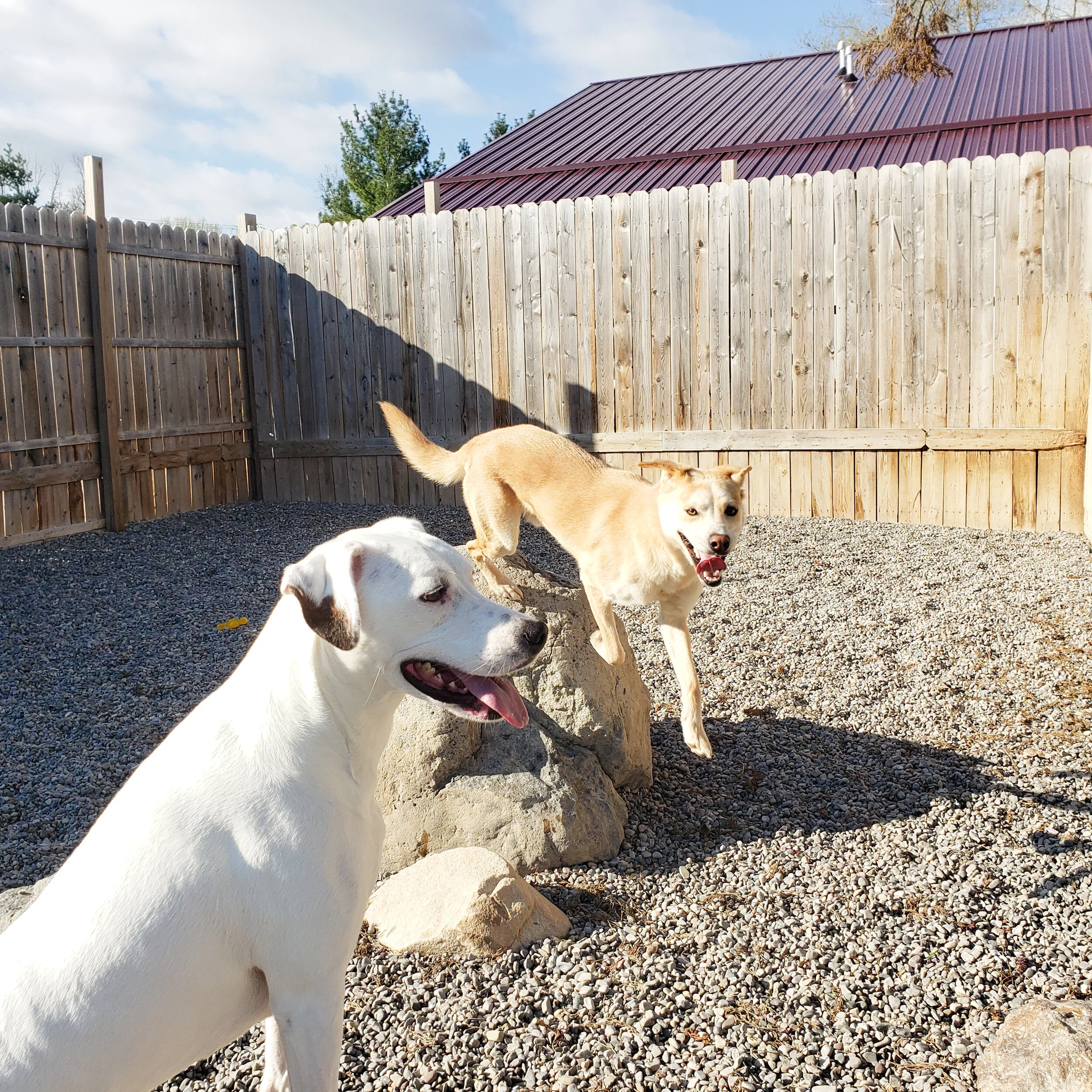 christopher robin doggy daycare