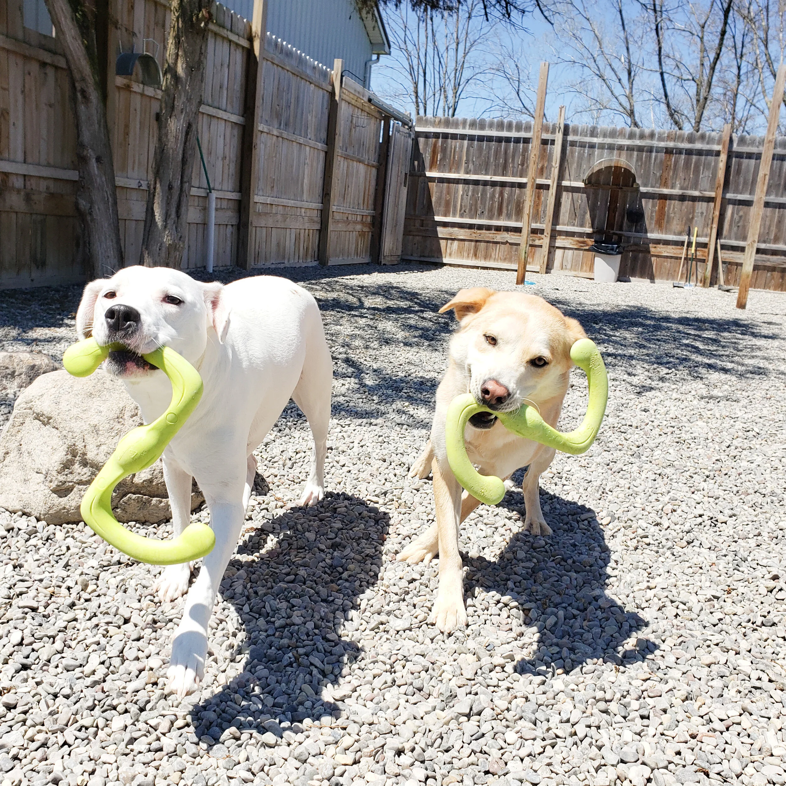 christopher robin doggy daycare