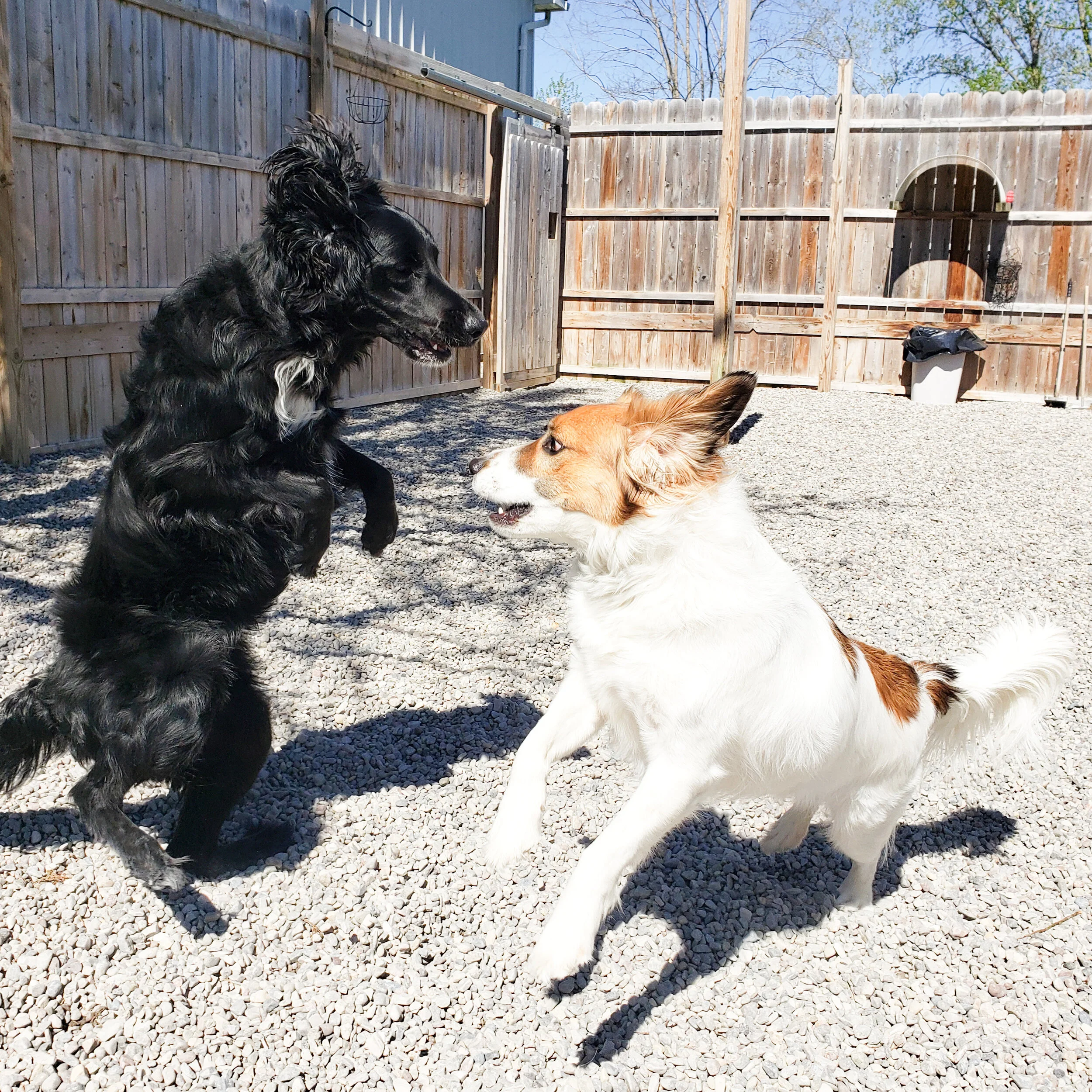 christopher robin doggy daycare