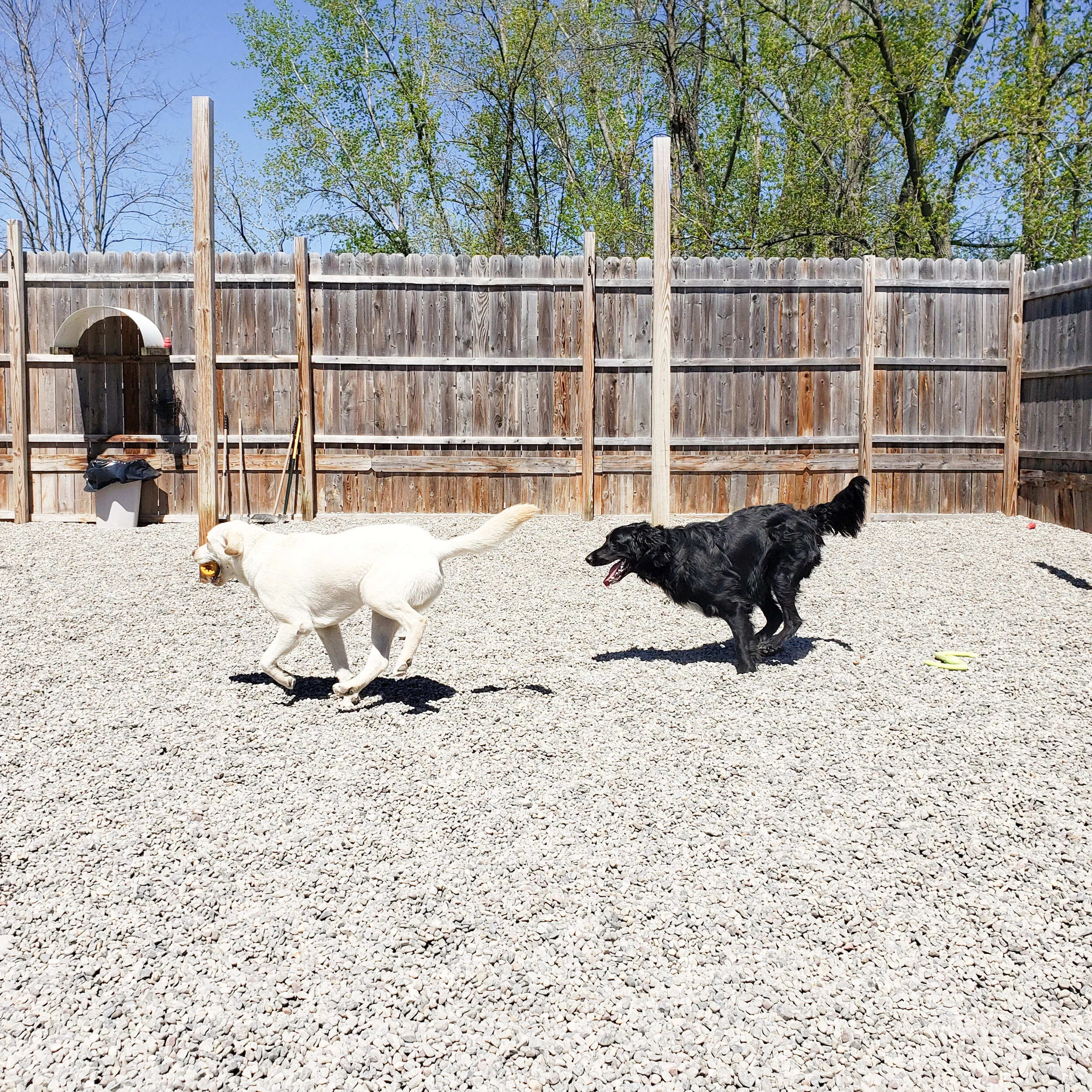 christopher robin doggy daycare