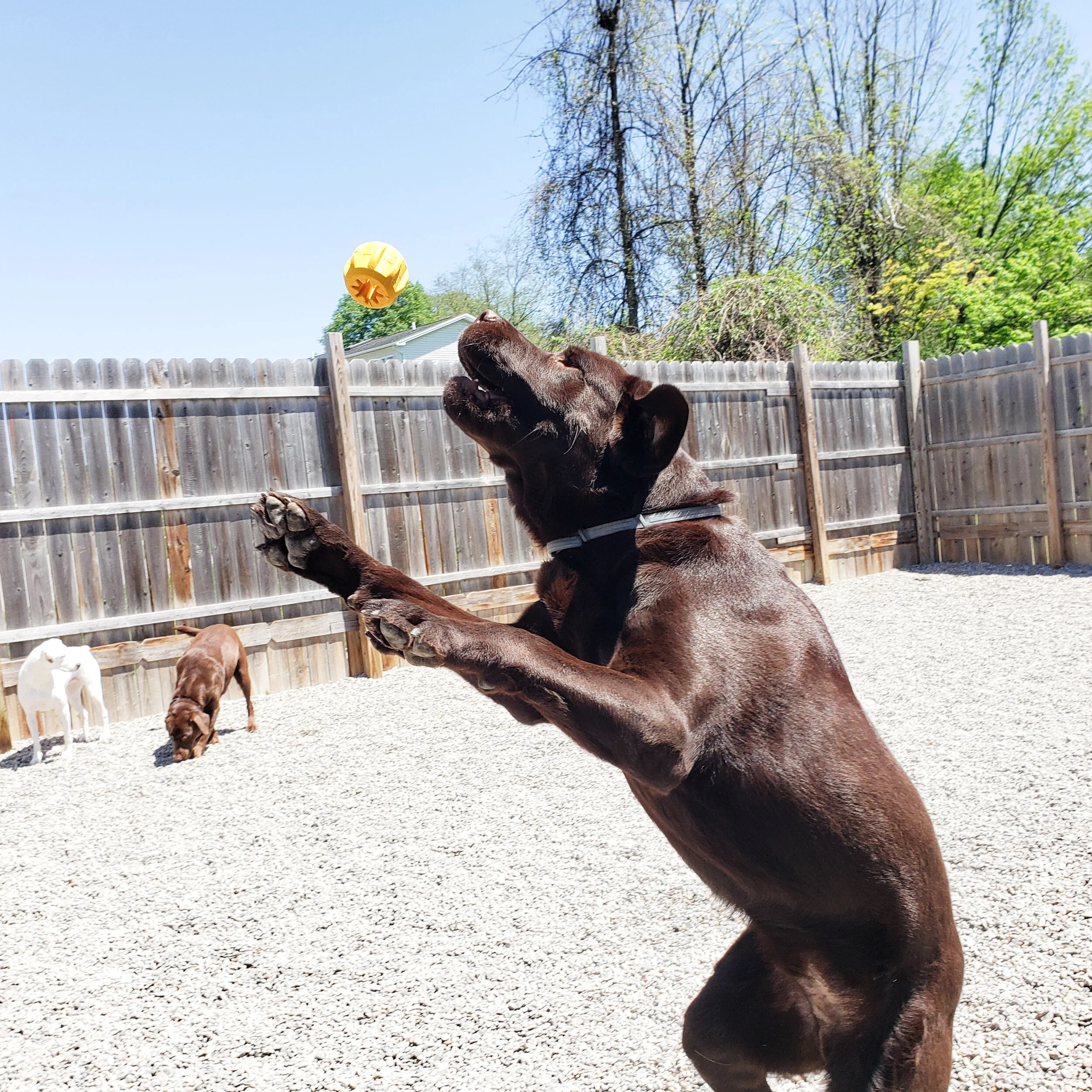 christopher robin doggy daycare