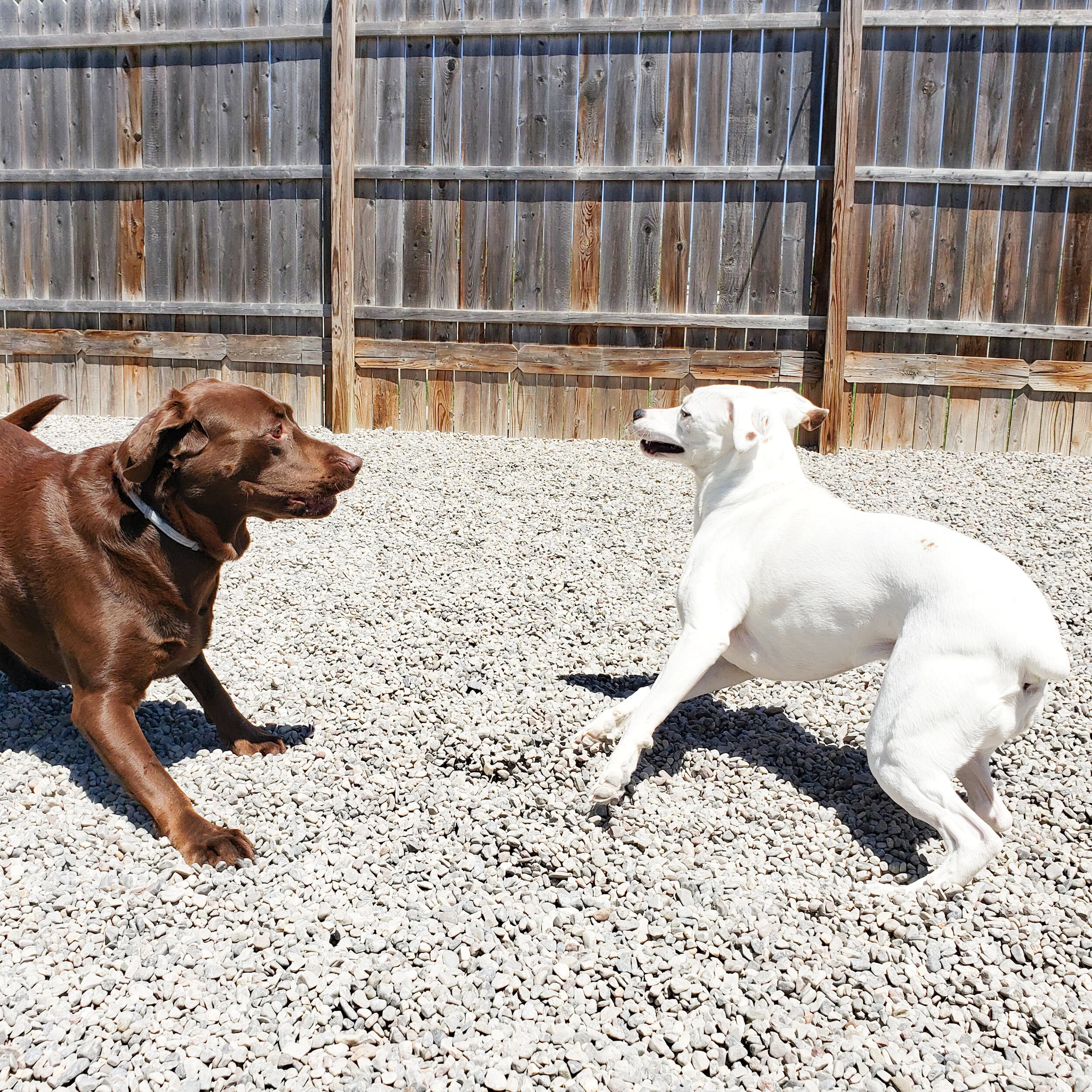 christopher robin doggy daycare