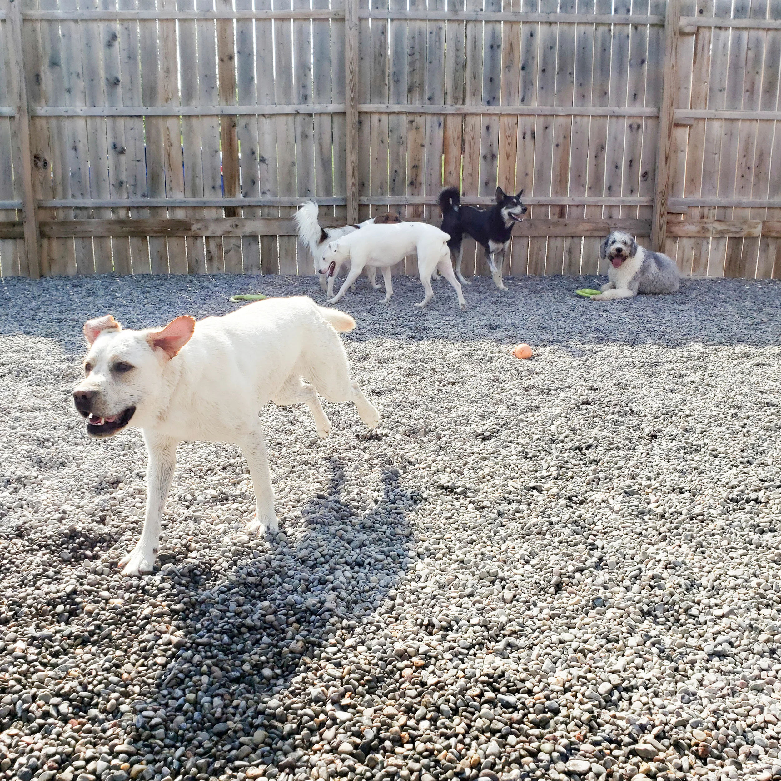 christopher robin doggy daycare