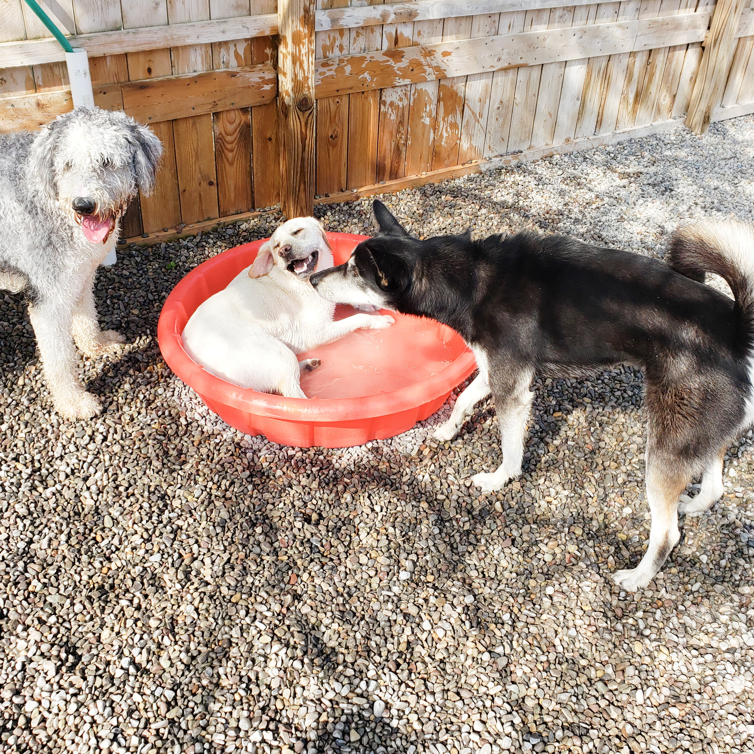 christopher robin doggy daycare