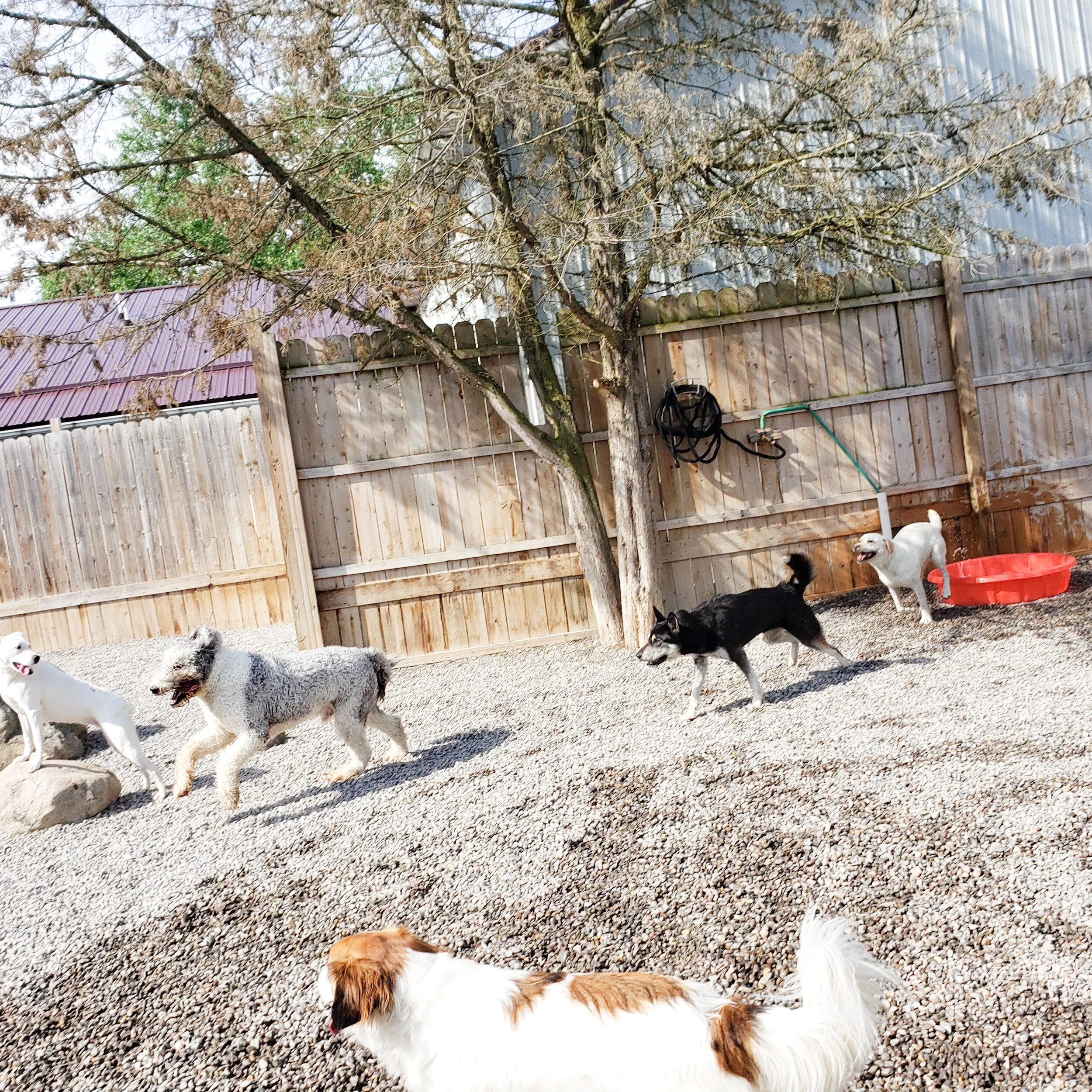 christopher robin doggy daycare