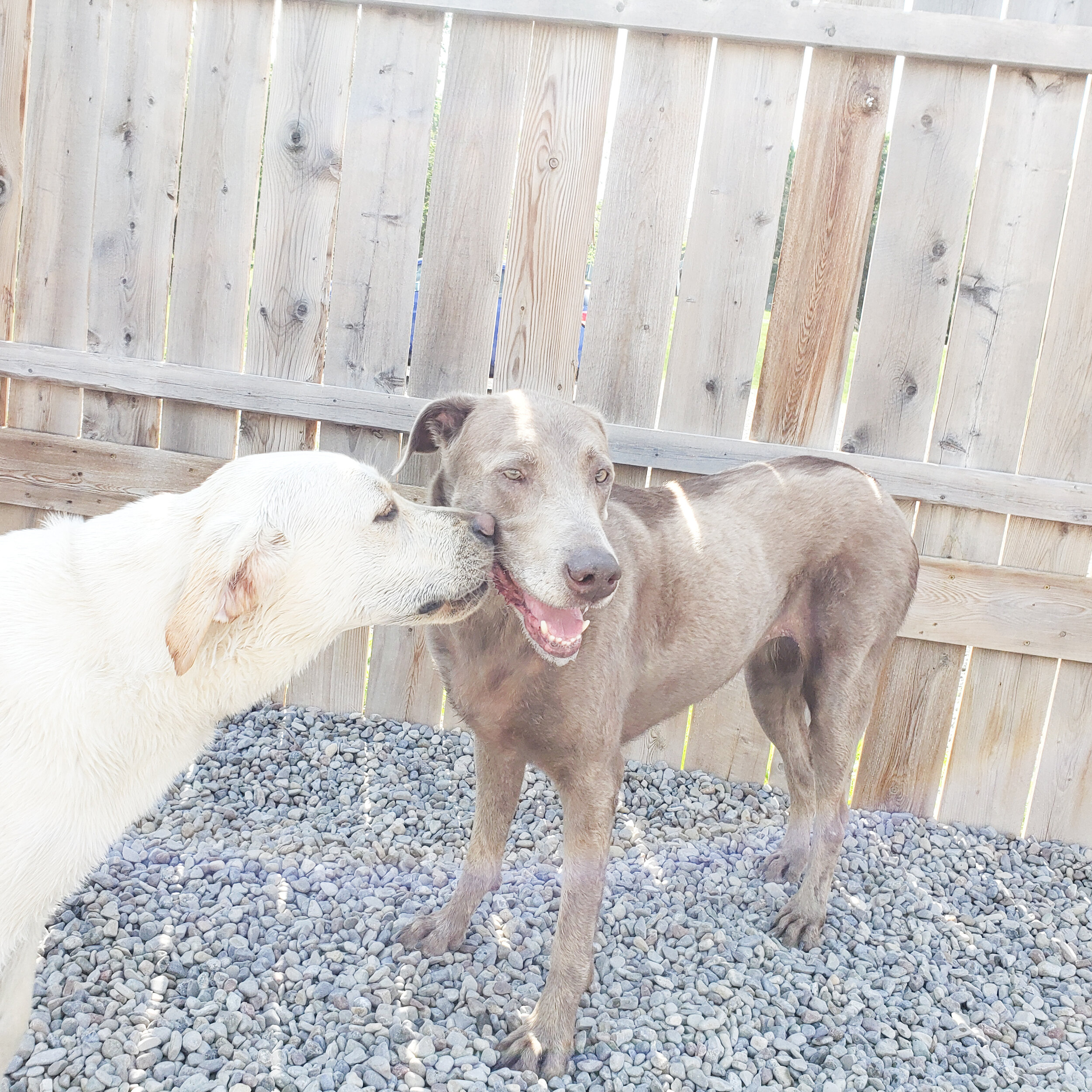 christopher robin doggy daycare