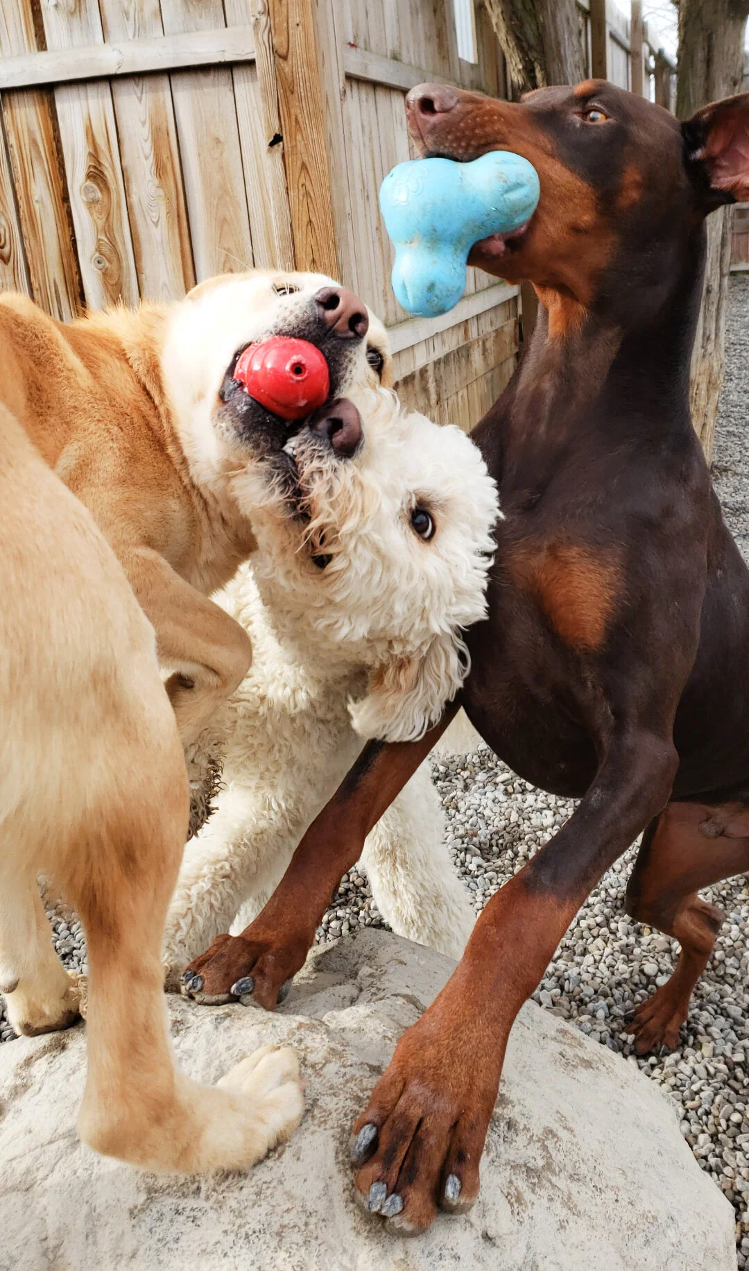 christopher robin doggy daycare