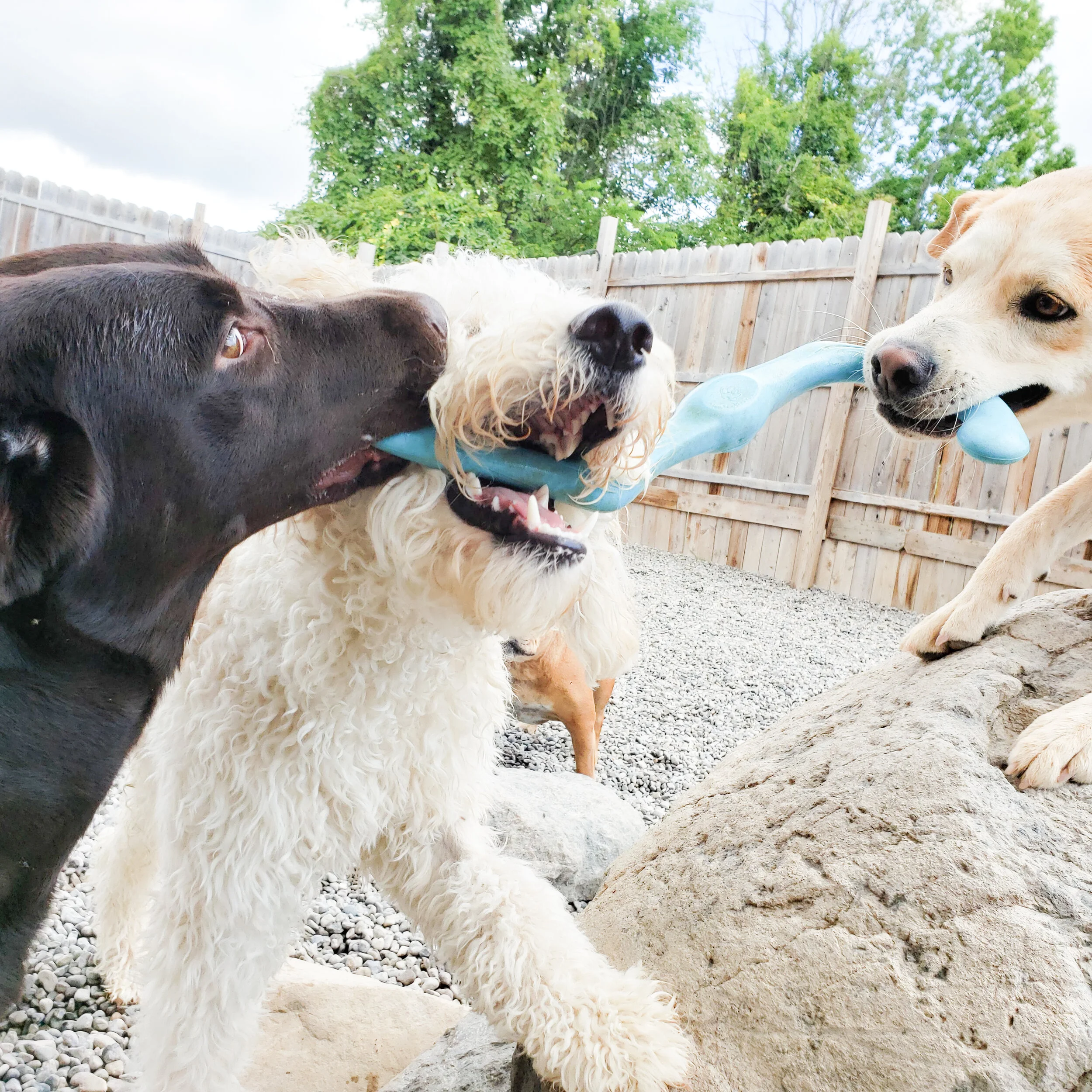 christopher robin doggy daycare