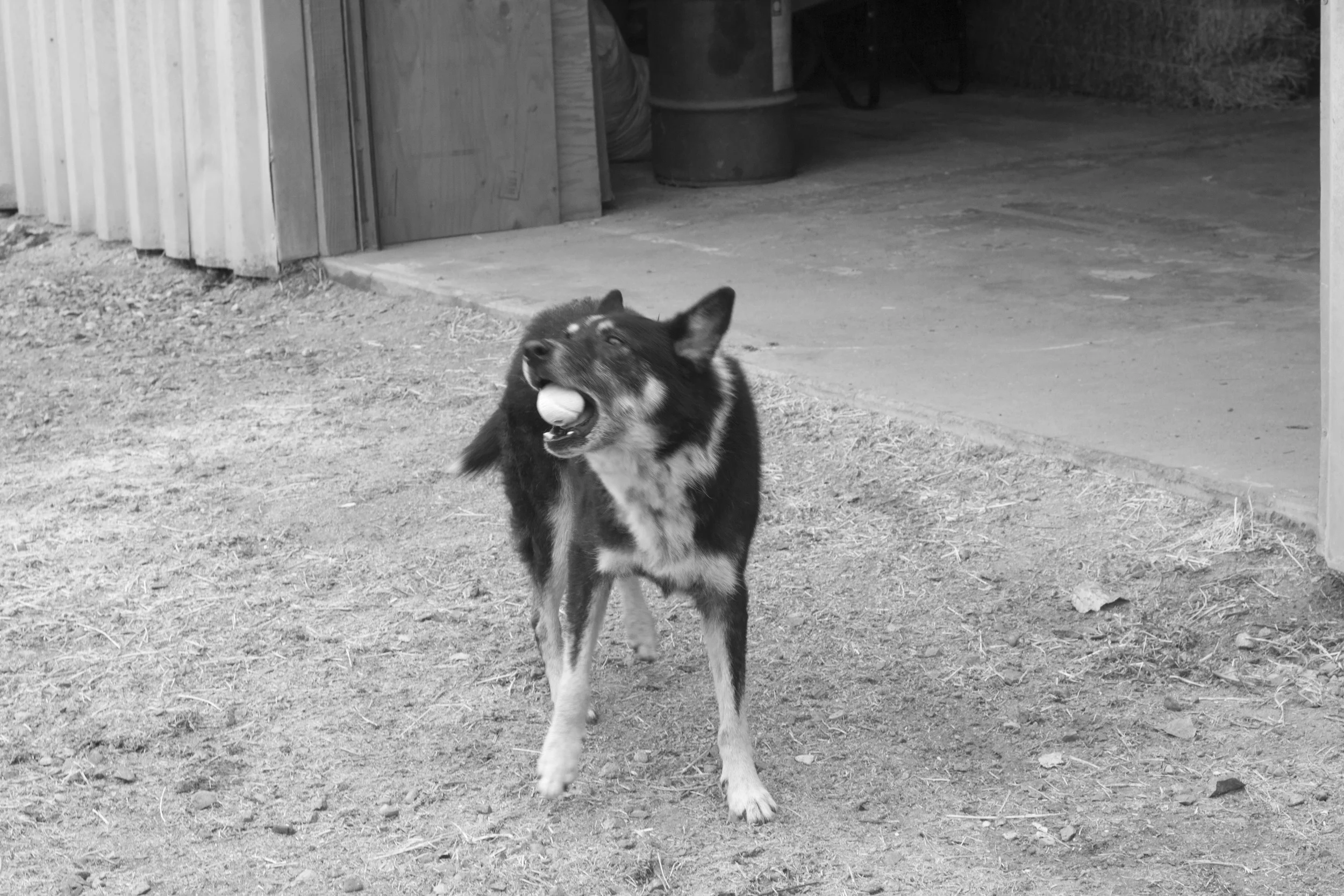 Get that ball FIP!