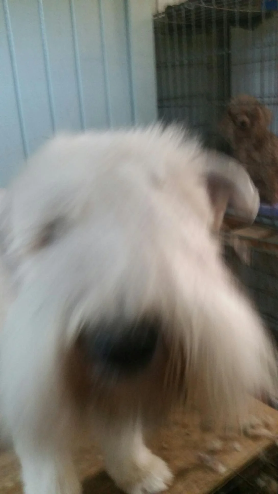 Teddy Fur Face!
