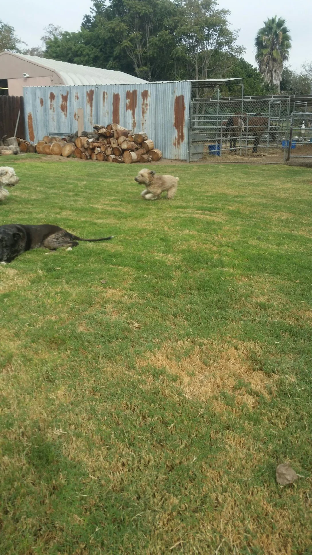 Ruby can run!