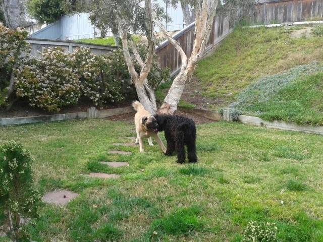 Sable and Splash on a playdate!