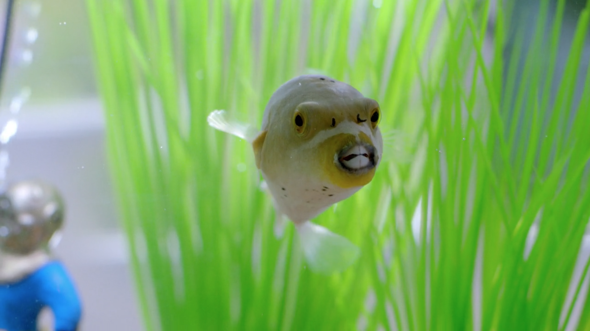 Cover_Prius_Puffer.png